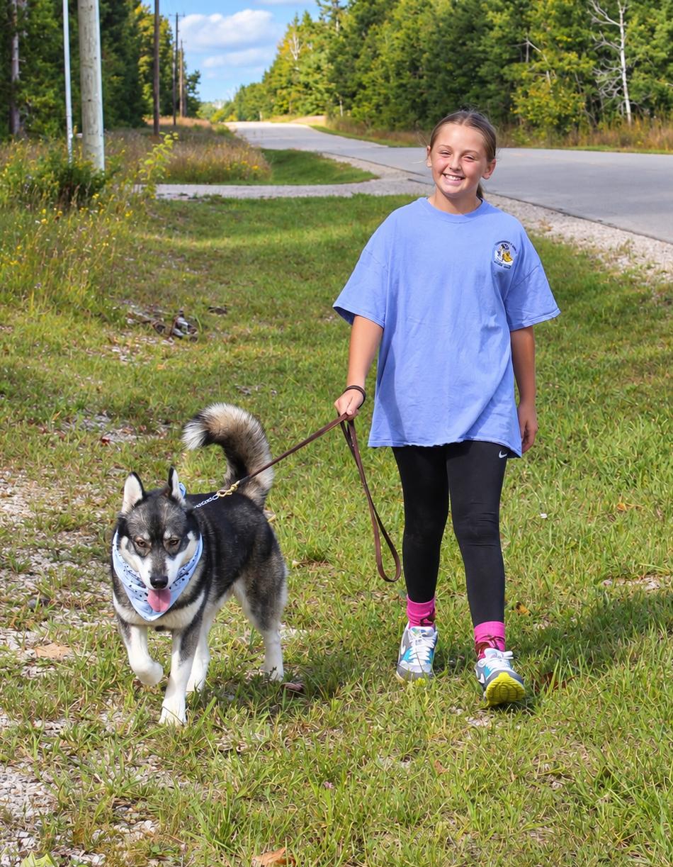 Enlarge Gatsby, a Adopted Husky in Cheboygan, MI image 4/6