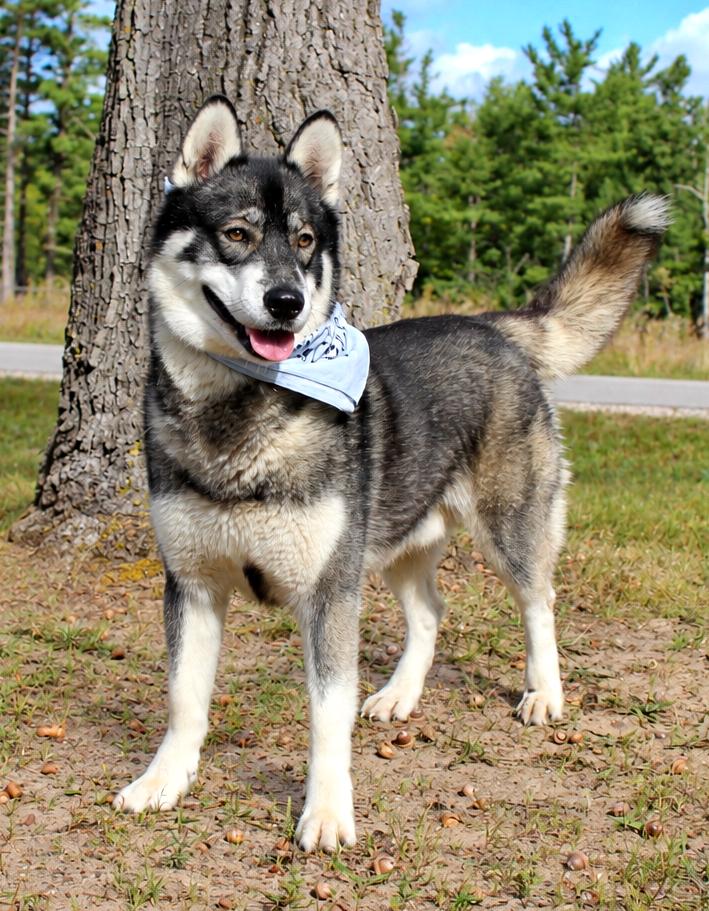 Enlarge Gatsby, a Adopted Husky in Cheboygan, MI image 2/6