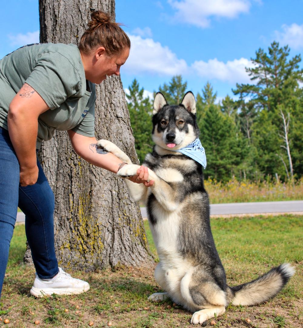 Enlarge Gatsby, a Adopted Husky in Cheboygan, MI image 3/6