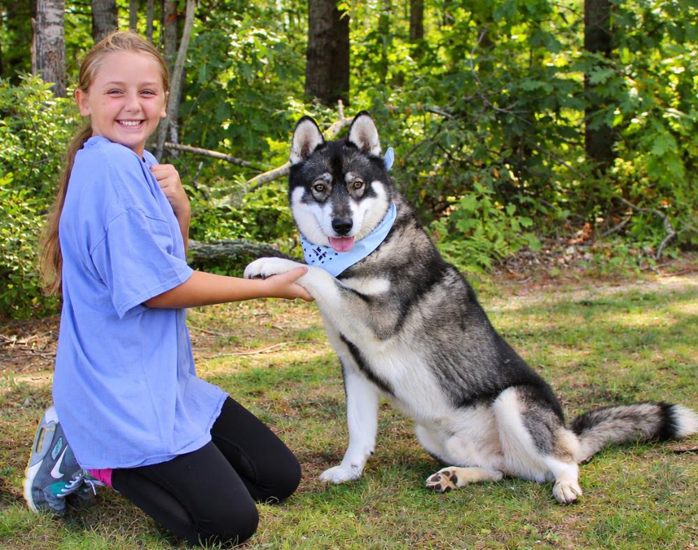 Enlarge Gatsby, a Adopted Husky in Cheboygan, MI image 5/6
