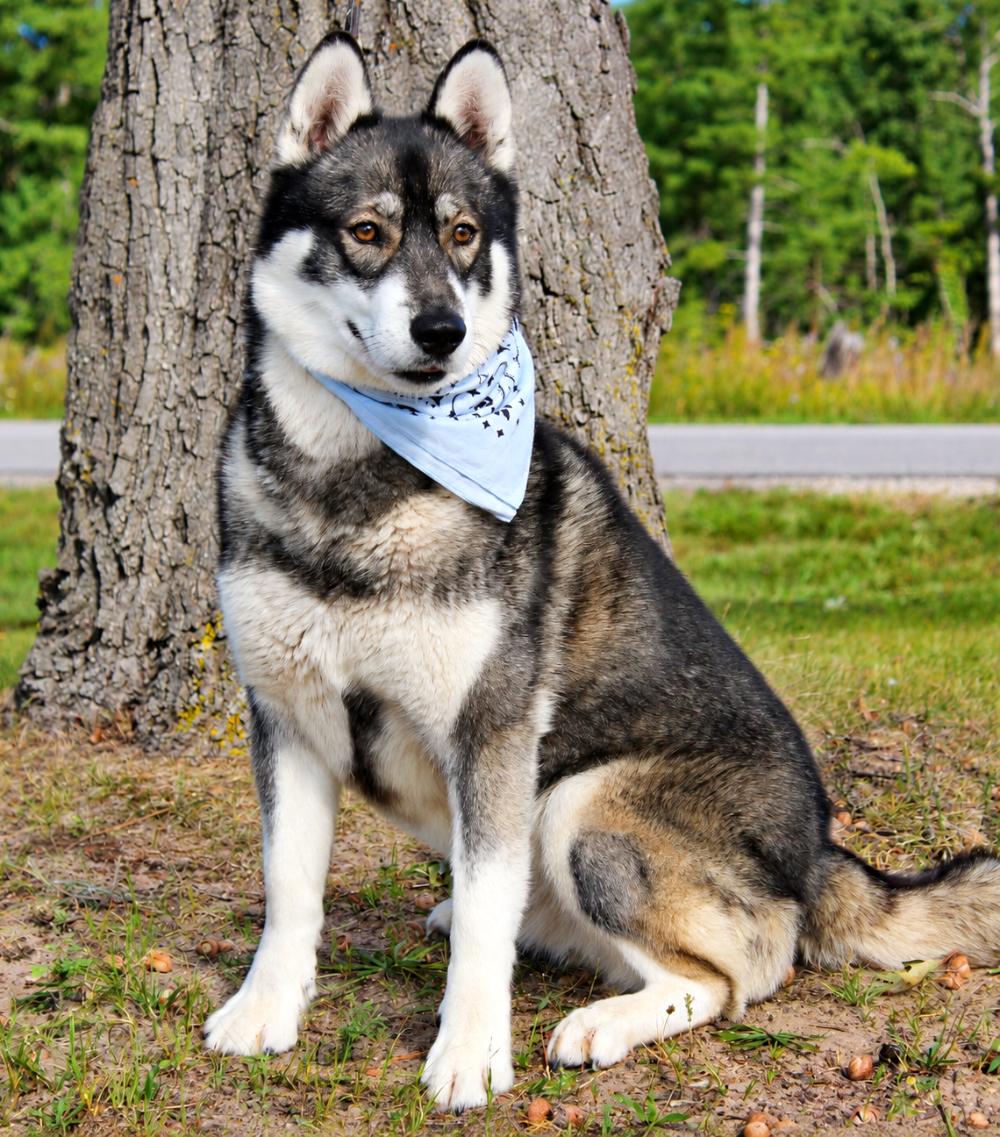 Gatsby, Adopted, Adult Male Husky.