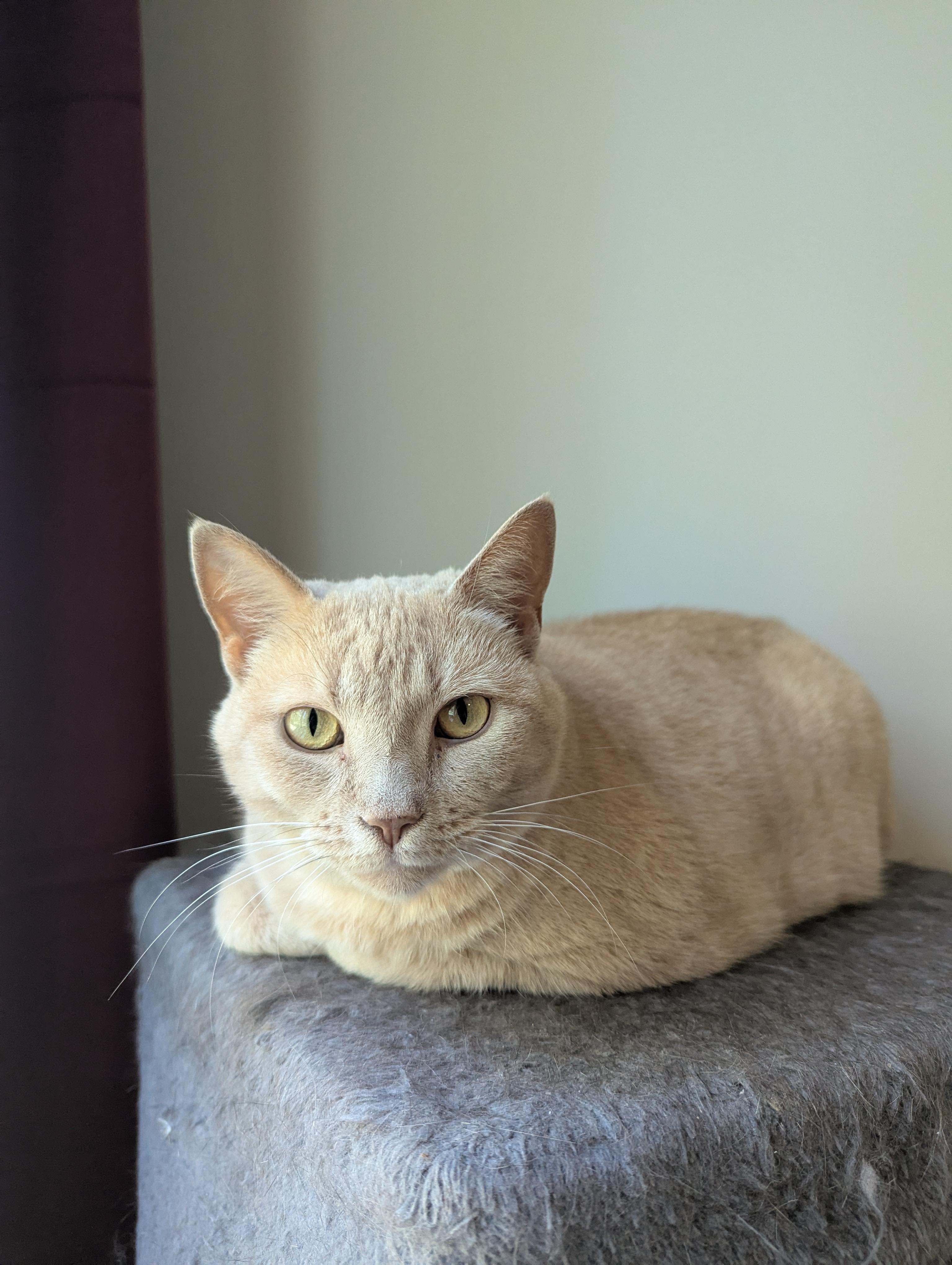 Sandy, a Adoptable Domestic Short Hair in lititz, PA image 1/3