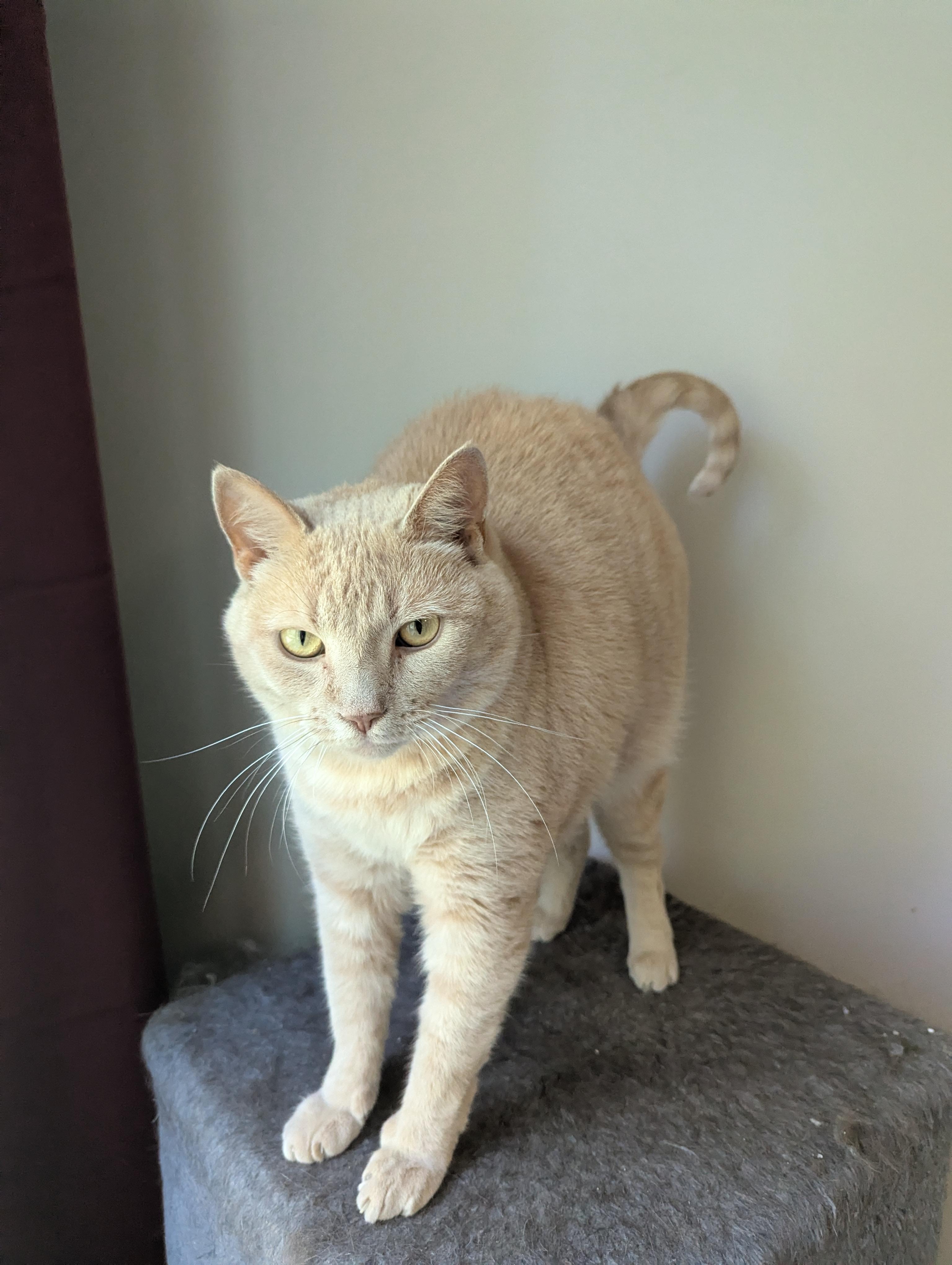 Sandy, a Adoptable Domestic Short Hair in lititz, PA image 2/3