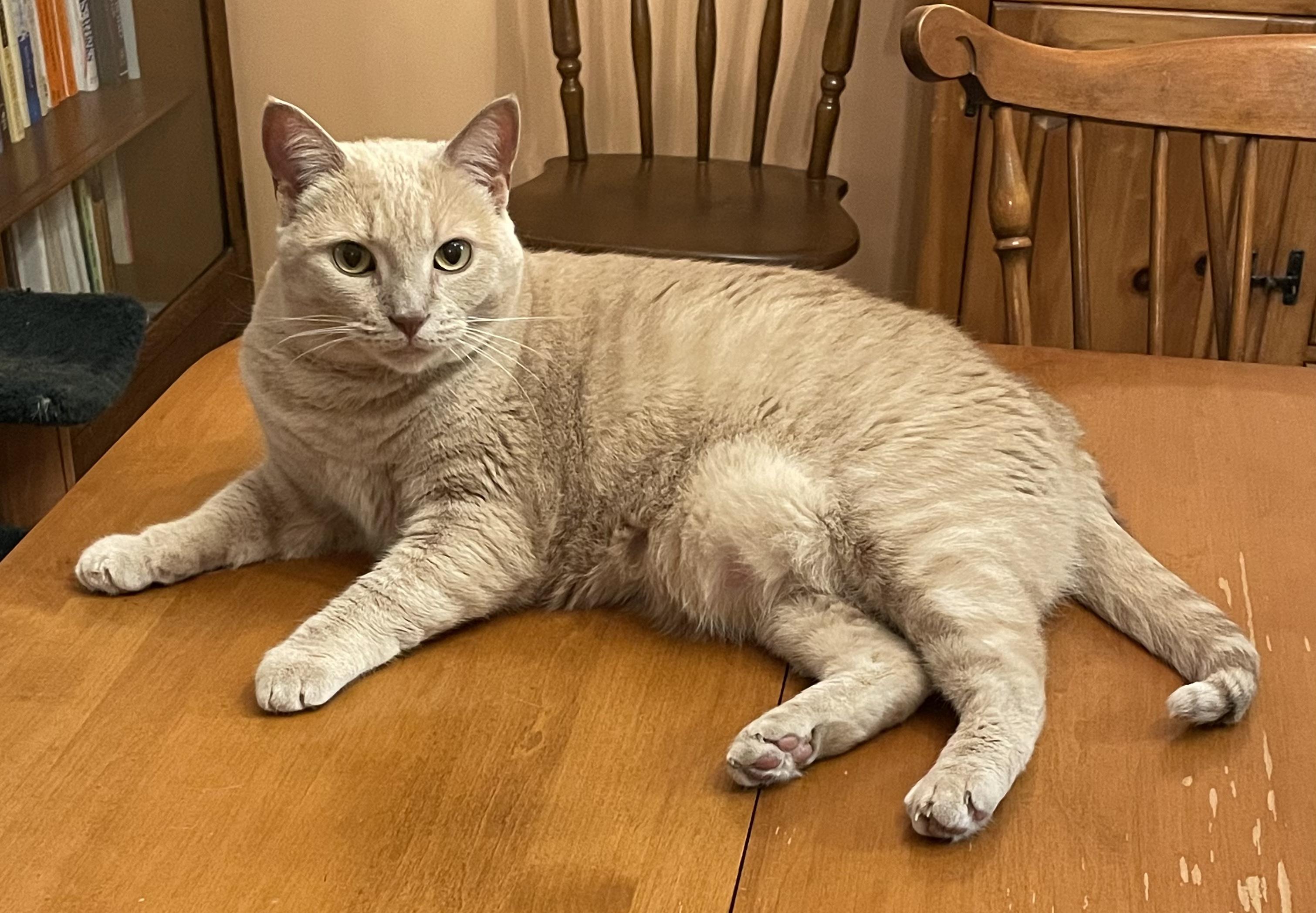 Sandy, Adoptable, Adult Female Domestic Short Hair.