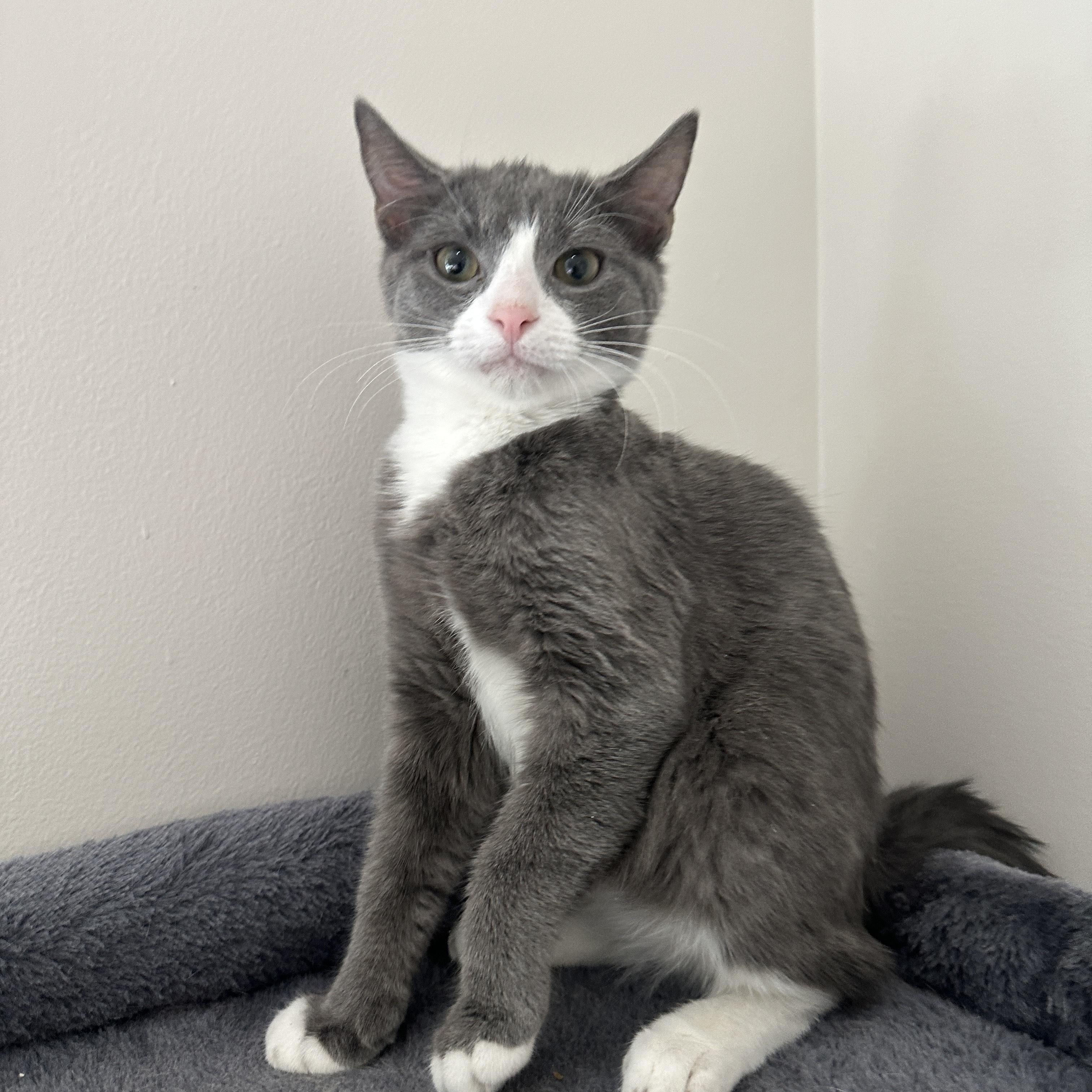 Arlo, an adopted Domestic Short Hair in Lemoyne, PA image 2/2