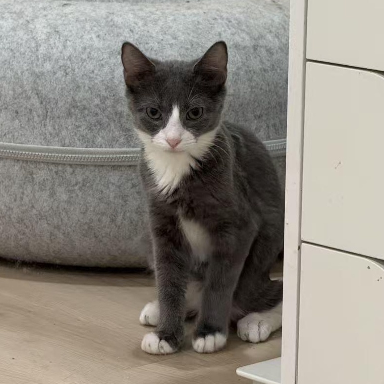 Arlo, adopted, Young Male Domestic Short Hair.