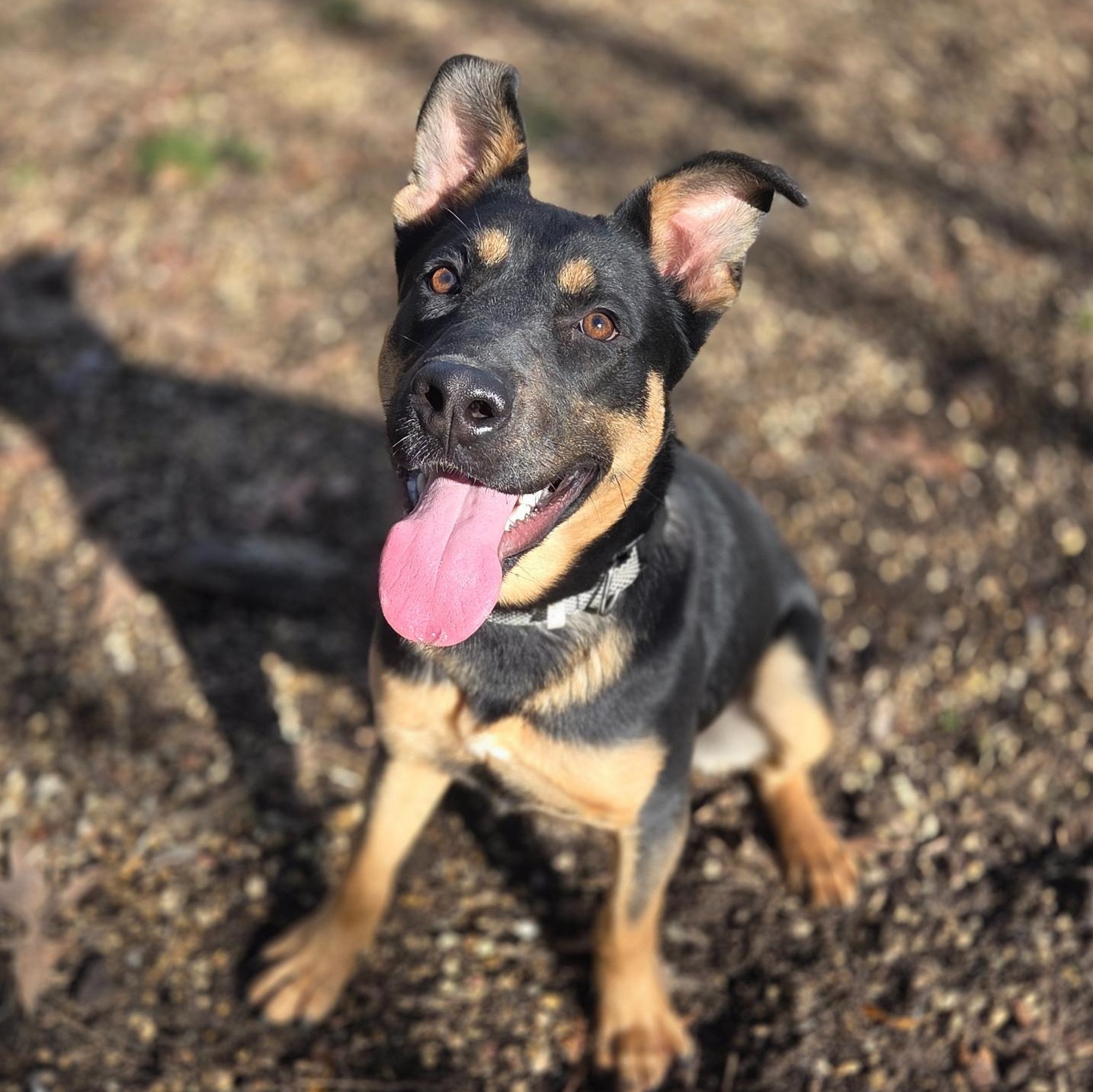 Enlarge Draco, a ADOPTABLE Mixed Breed in Madison, MS image 1/1