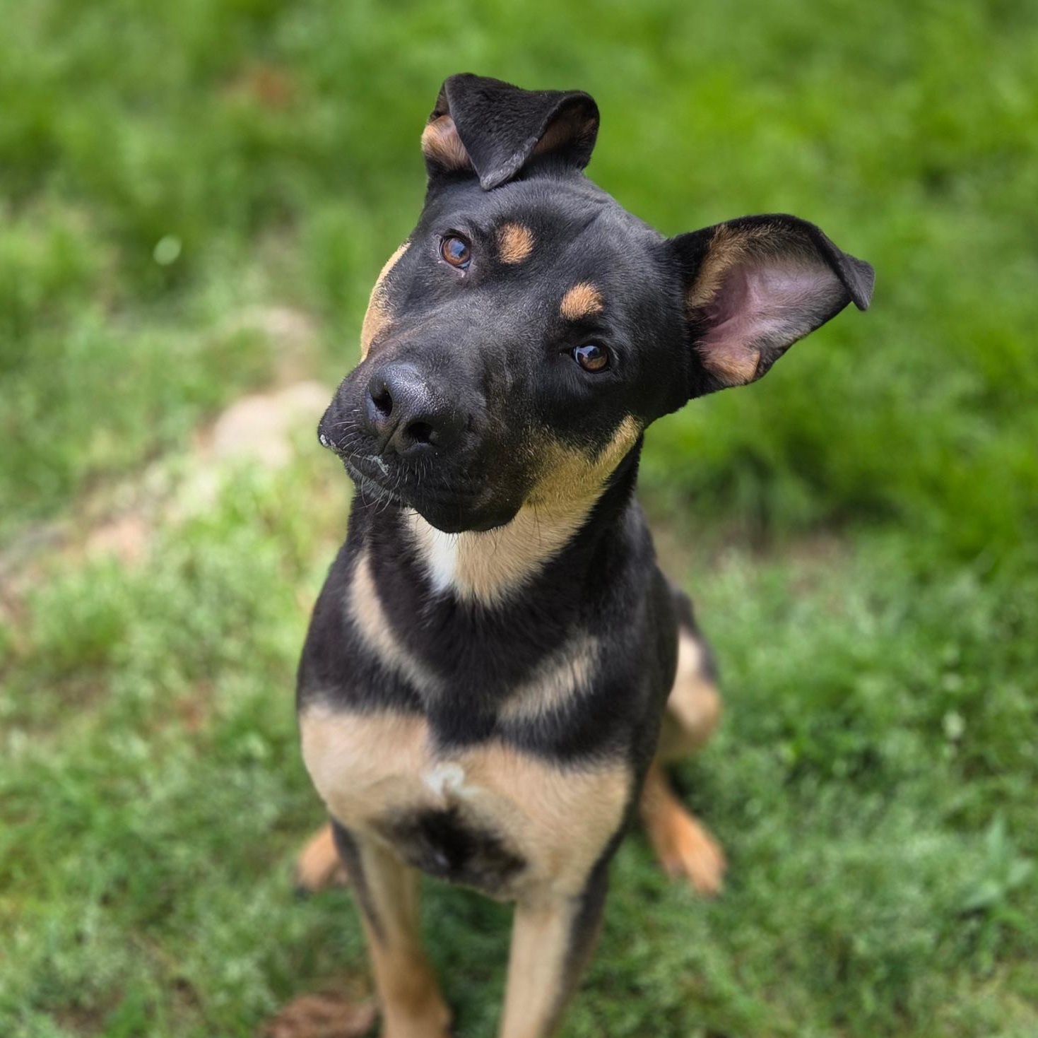 Draco, ADOPTABLE, Puppy Male Mixed Breed.