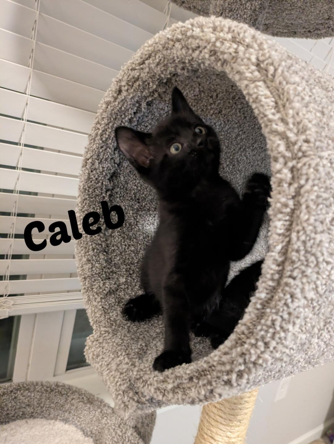 Caleb, an adopted mixed breed in Overland Park, KS image 3/3
