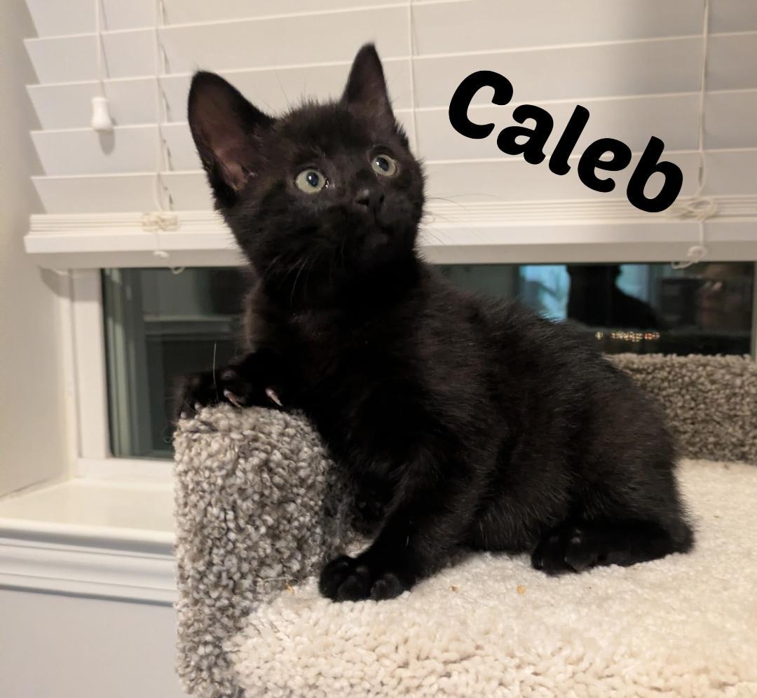Caleb, an adopted mixed breed in Overland Park, KS image 2/3