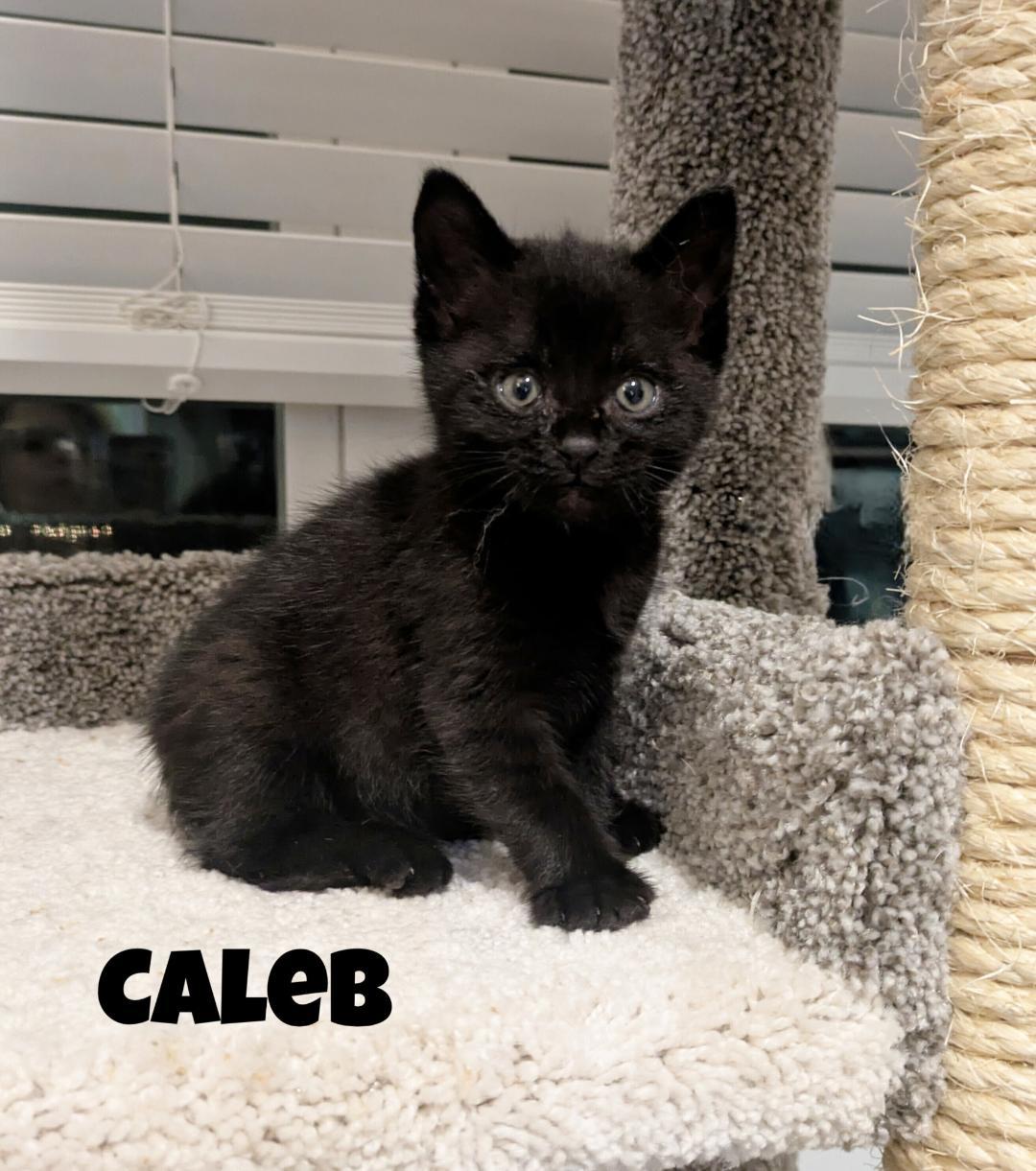 Caleb, adopted, Kitten Male Domestic Short Hair.