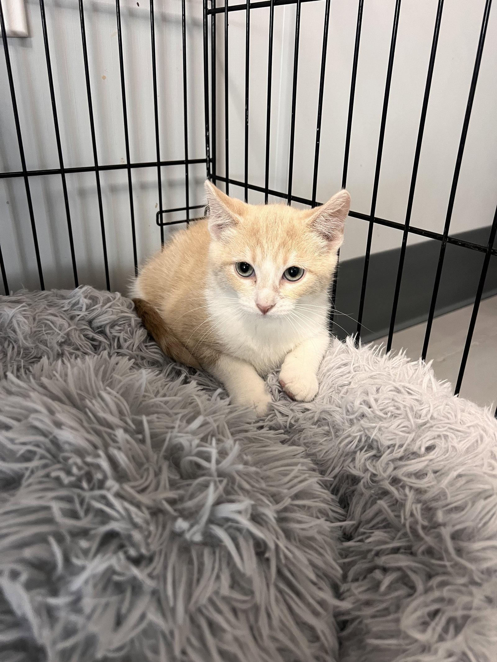 Sincere, Adoptable, Kitten Male Tabby & Domestic Short Hair.