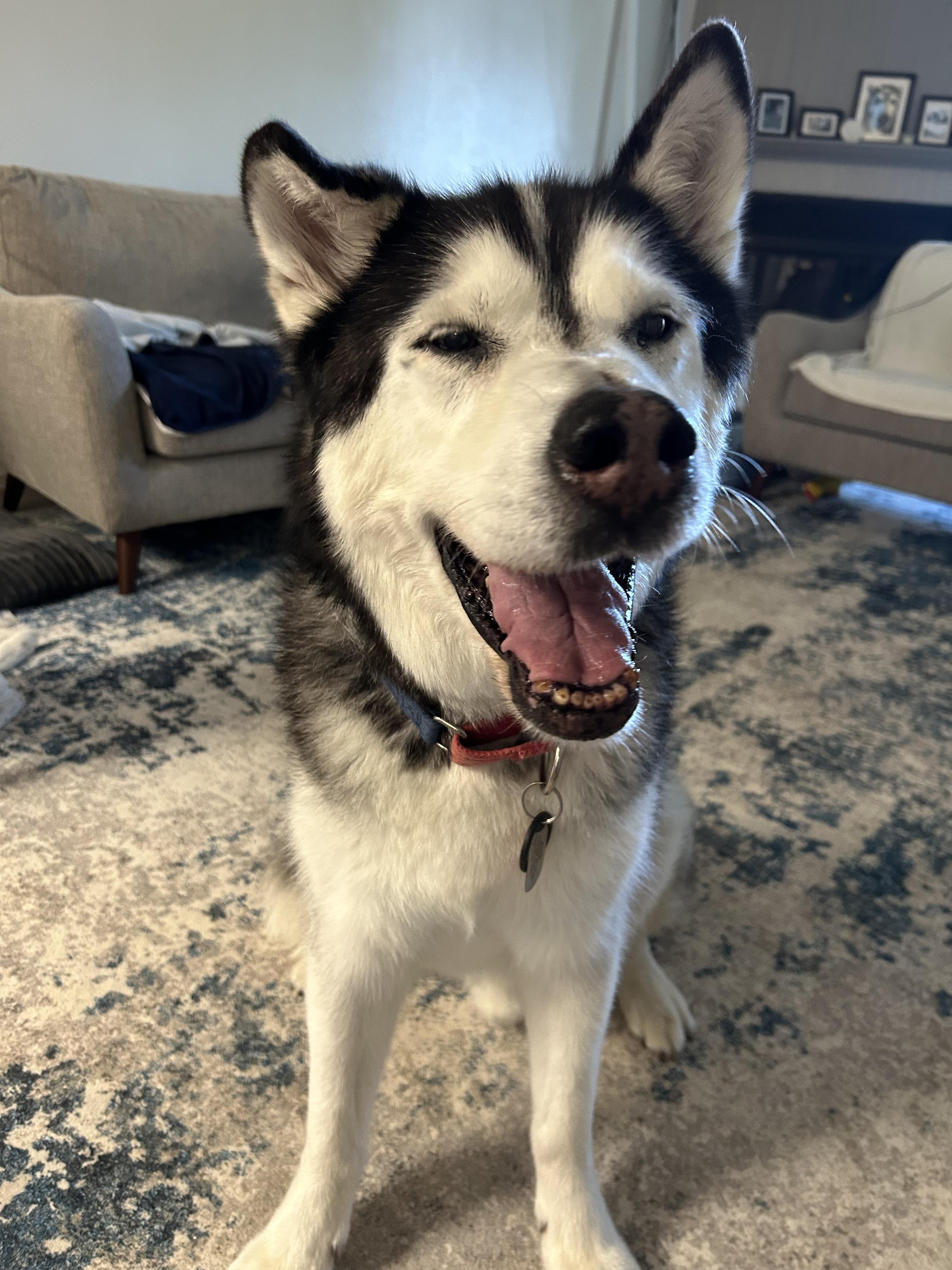 Archie, a Adoptable Alaskan Malamute in Denver, CO image 1/4