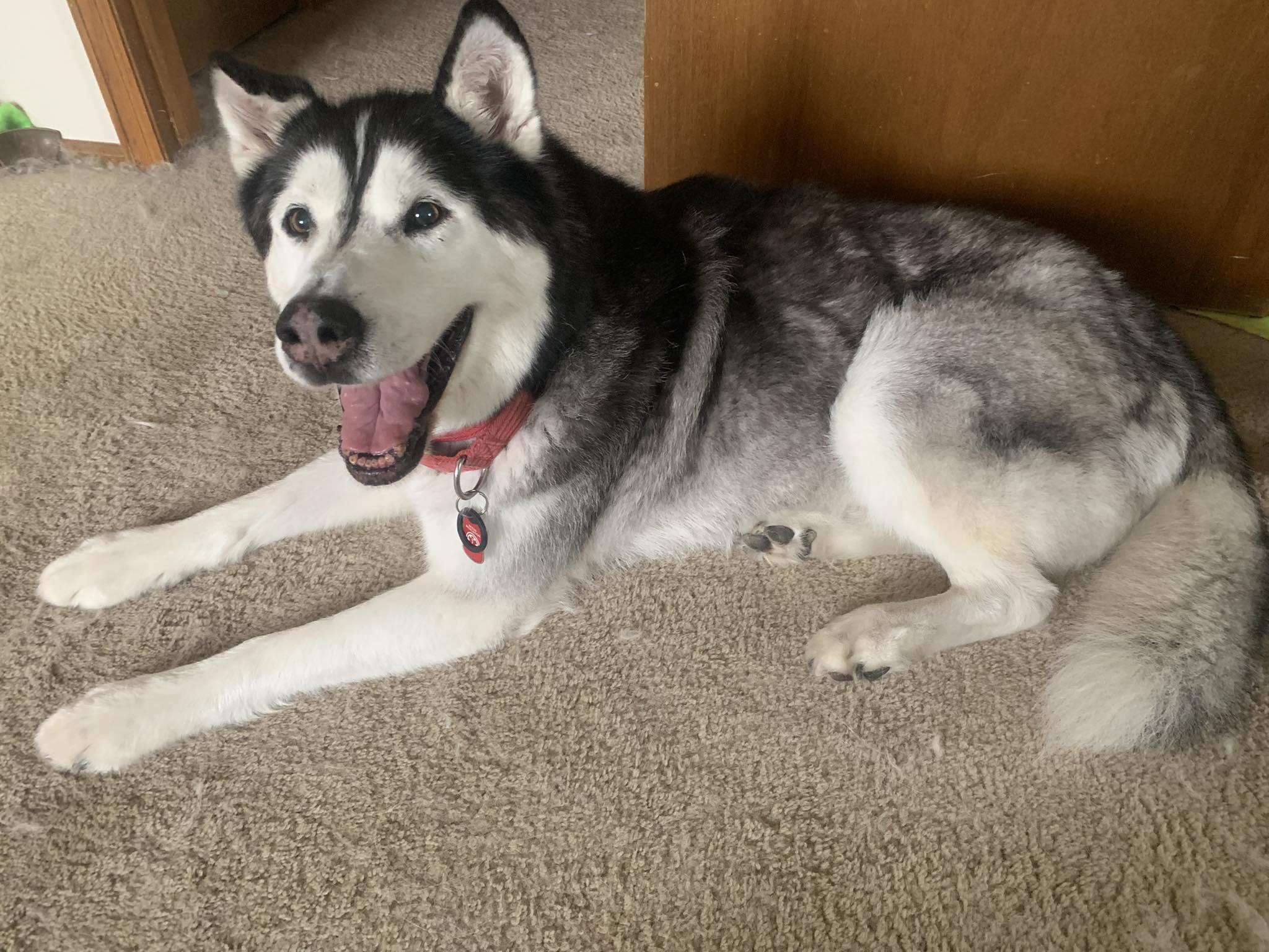 Archie, a Adoptable Alaskan Malamute in Denver, CO image 2/4