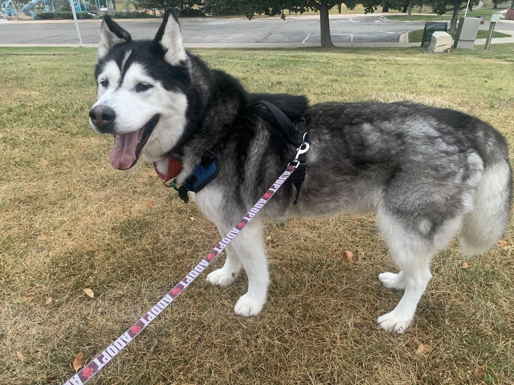 Archie, a Adoptable Alaskan Malamute in Denver, CO image 3/4