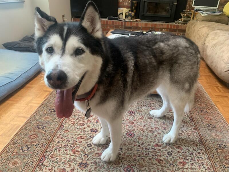 Archie