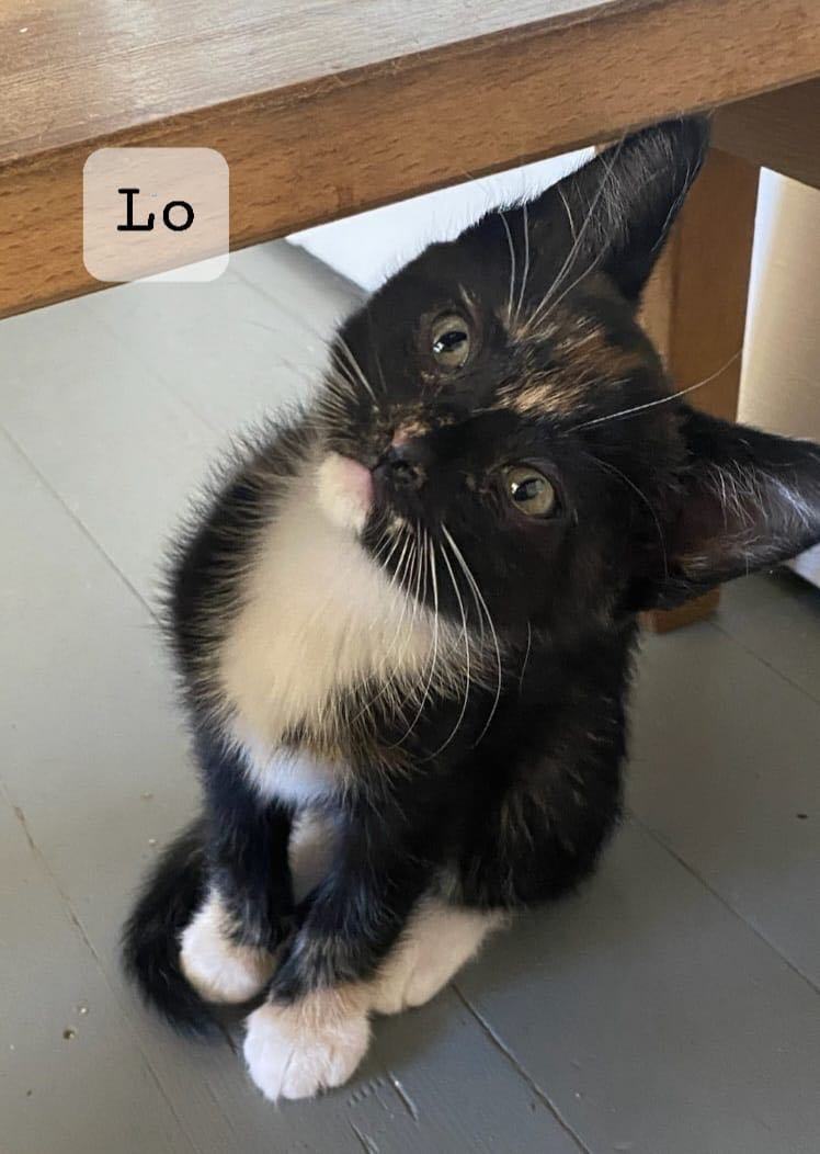 Bonded pair of kittens, Tippi and Lo, Adopted, Kitten Female American Shorthair & Tortoiseshell.