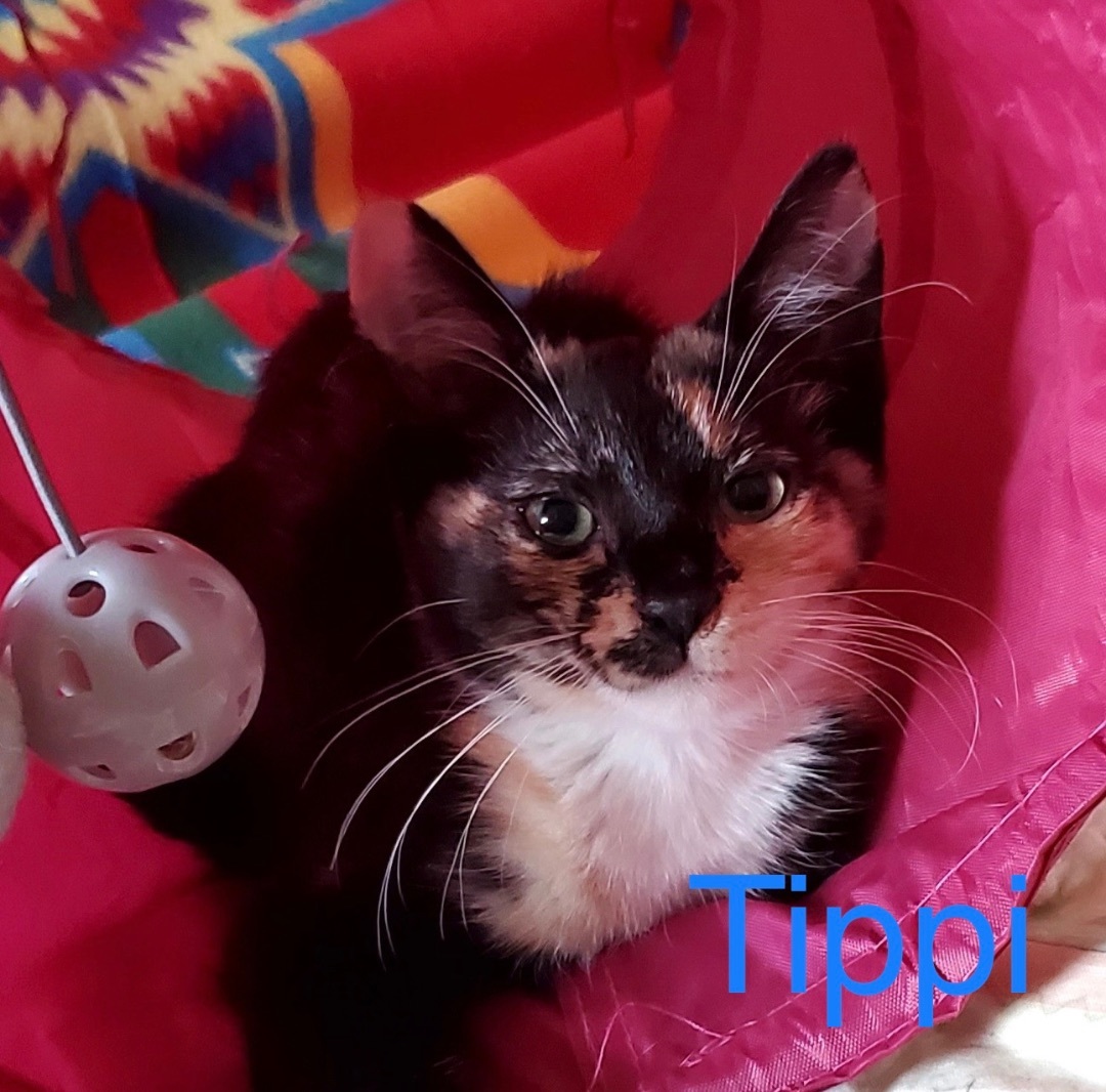 Enlarge Bonded pair of kittens, Tippi and Lo, a Adopted mixed breed in San Rafael, CA image 2/6