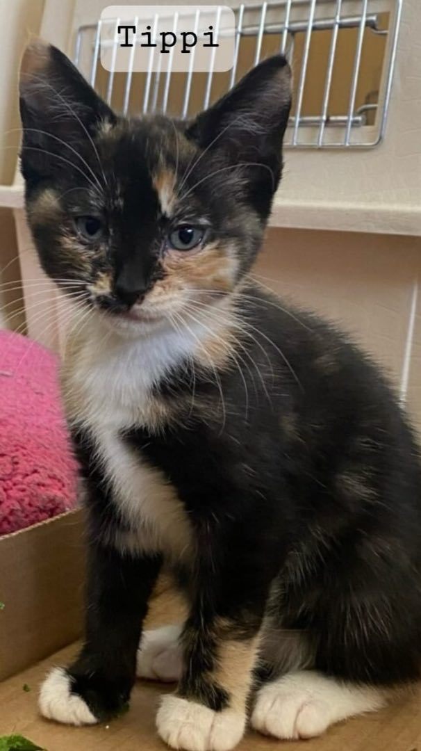 Enlarge Bonded pair of kittens, Tippi and Lo, a Adopted mixed breed in San Rafael, CA image 3/6