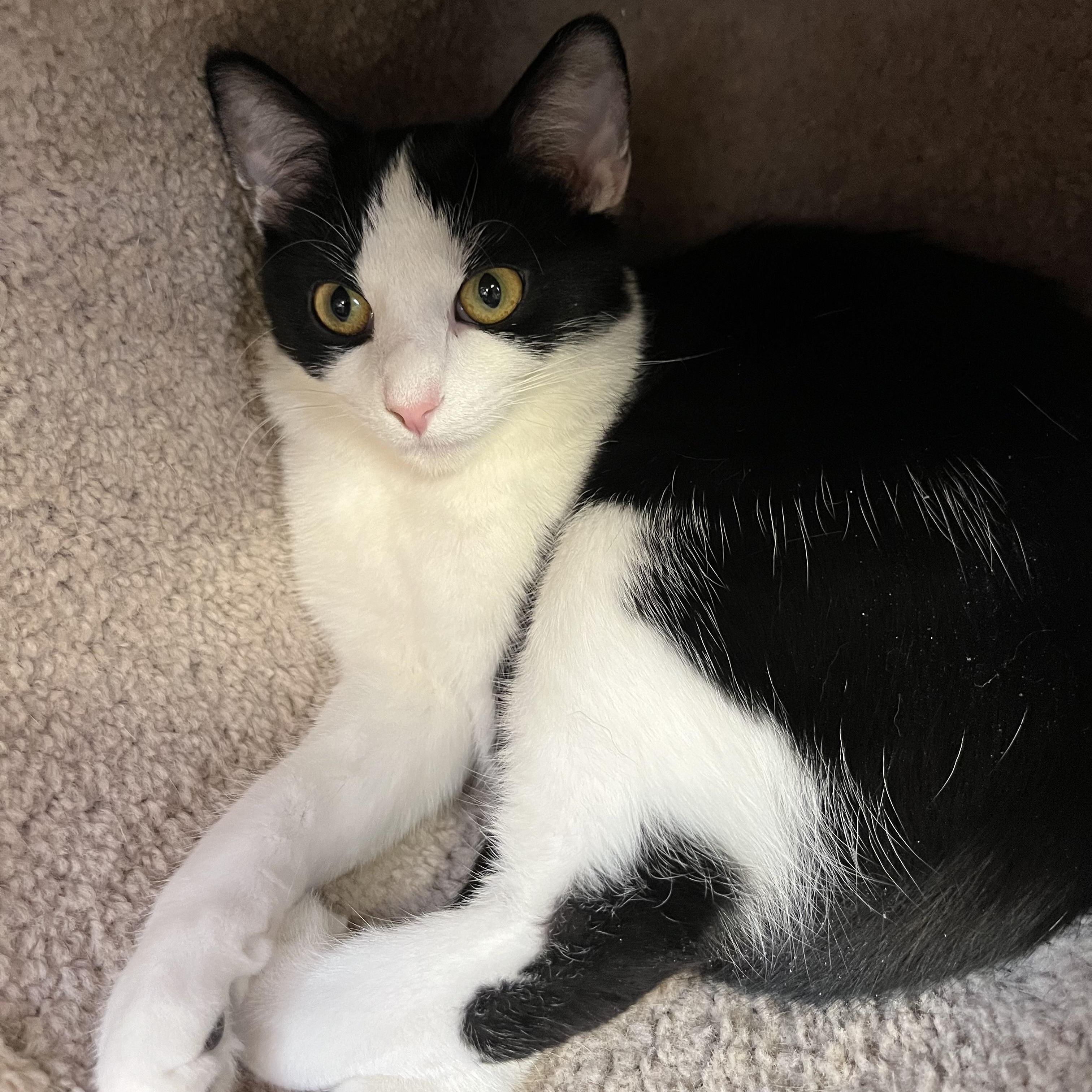 Daisy May, Adoptable, Kitten Female Domestic Short Hair.