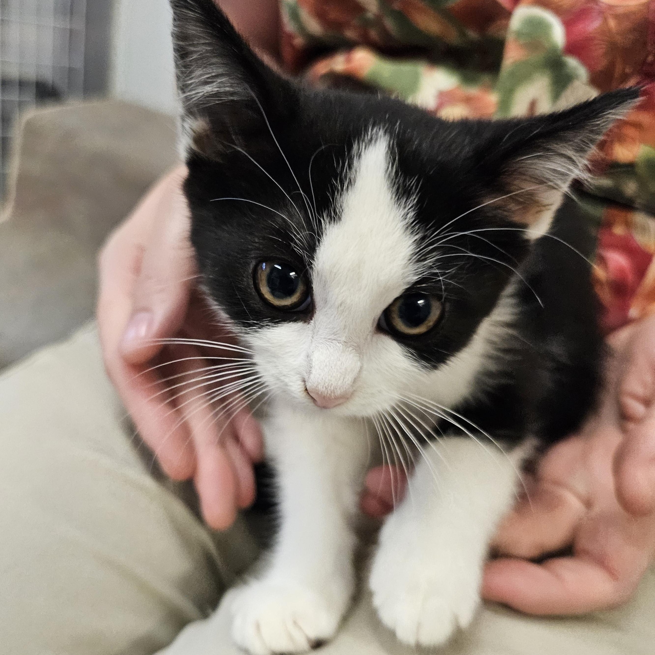Enlarge Daisy May, a Adoptable Domestic Short Hair in Waynesville, NC image 3/4