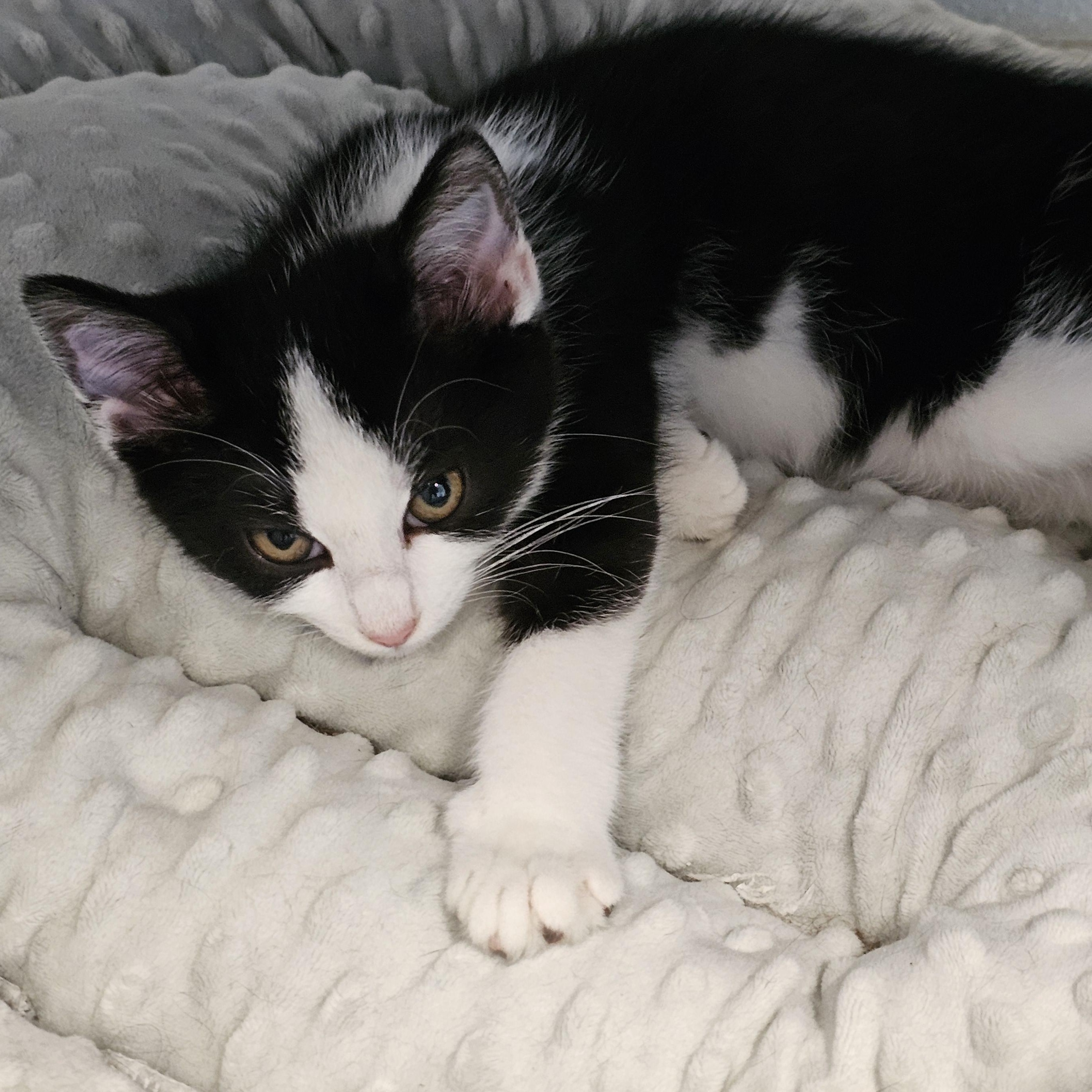 Enlarge Daisy May, a Adoptable Domestic Short Hair in Waynesville, NC image 4/4