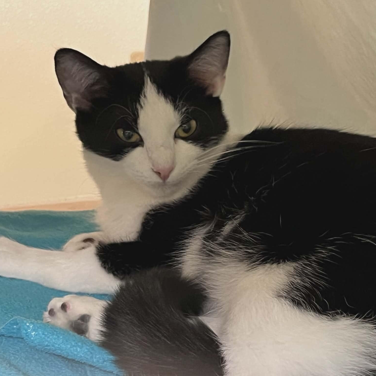 Enlarge Daisy May, a Adoptable Domestic Short Hair in Waynesville, NC image 2/4