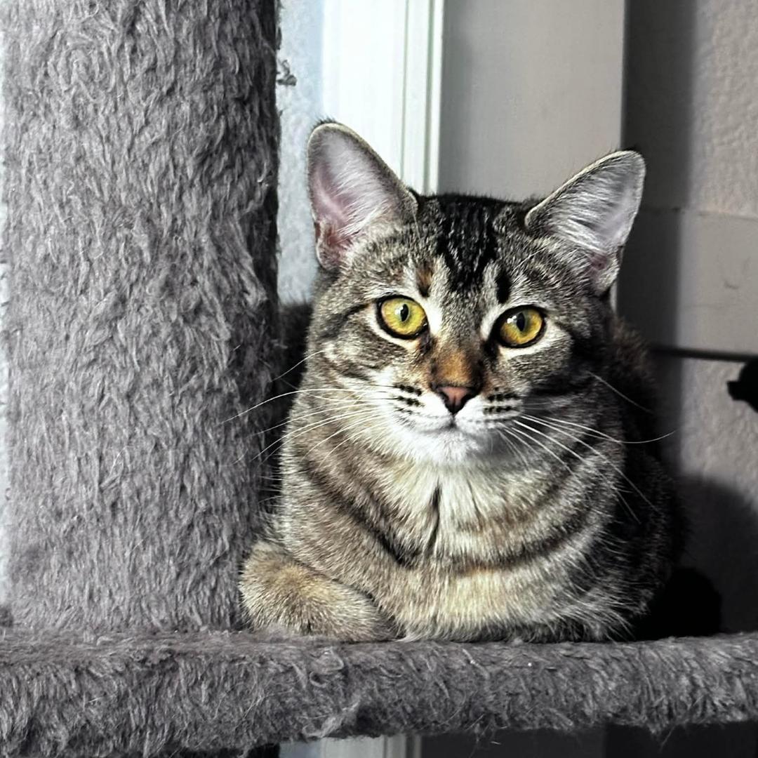 Cagney, Adoptable, Kitten Female Tabby & Domestic Short Hair.