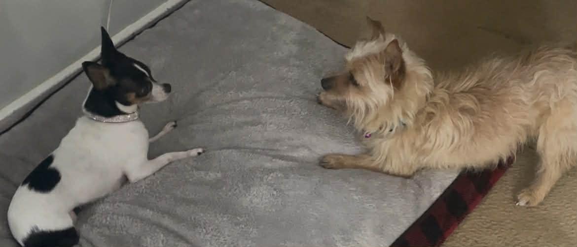 Enlarge OSCAR , a Adoptable mixed breed in Blue Bell, PA image 5/5