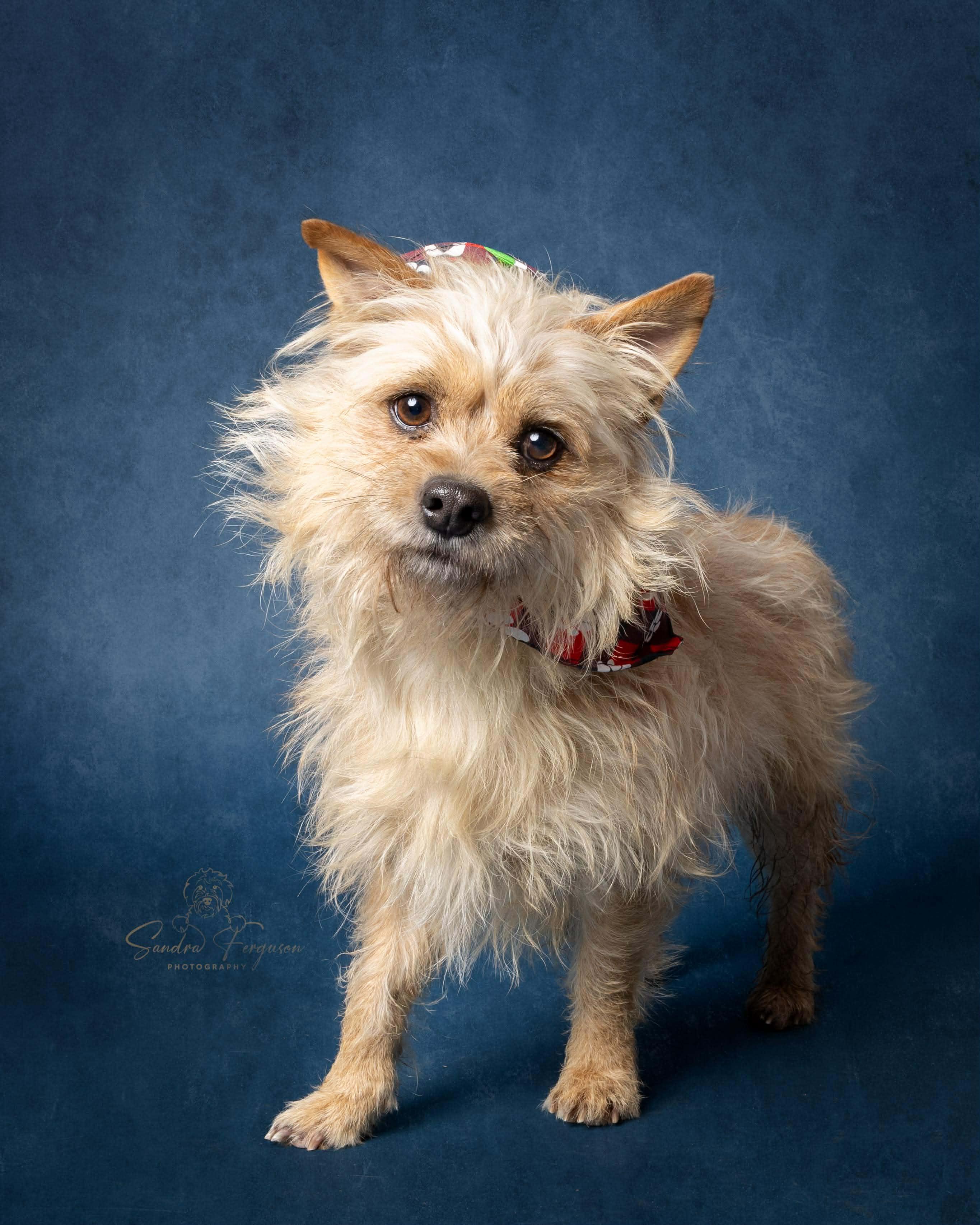 OSCAR , Adoptable, Adult Male Cairn Terrier & Yorkie Poo.
