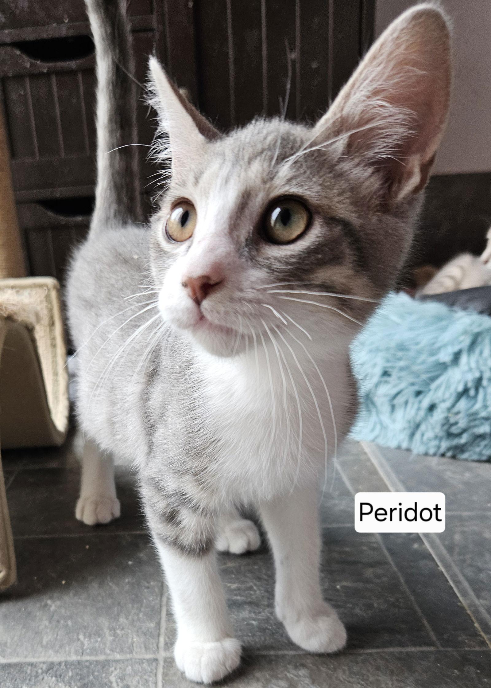 Enlarge Peridot, a Adopted Domestic Short Hair in Canal Winchester, OH image 1/2