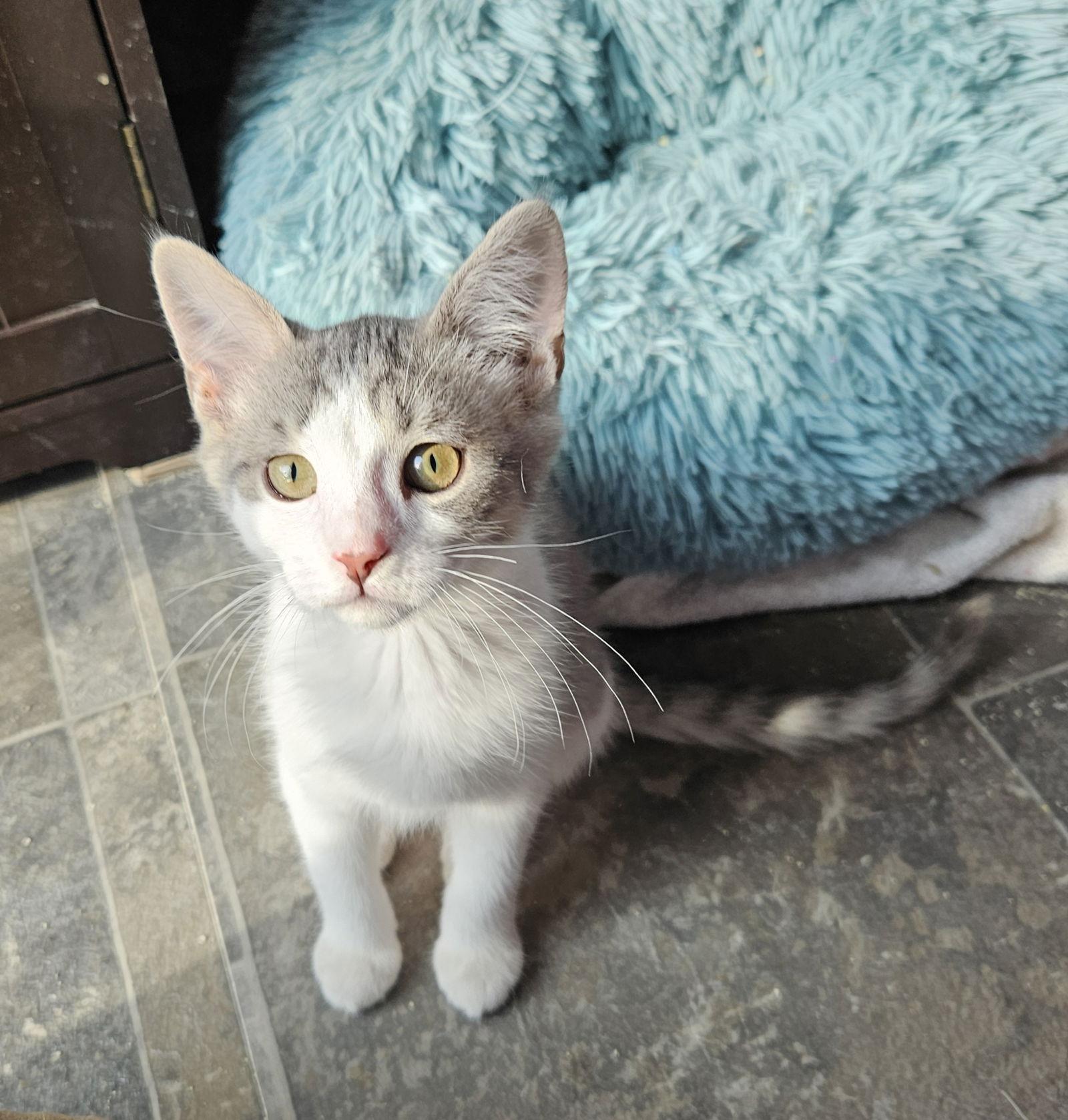 Enlarge Peridot, a Adopted Domestic Short Hair in Canal Winchester, OH image 2/2