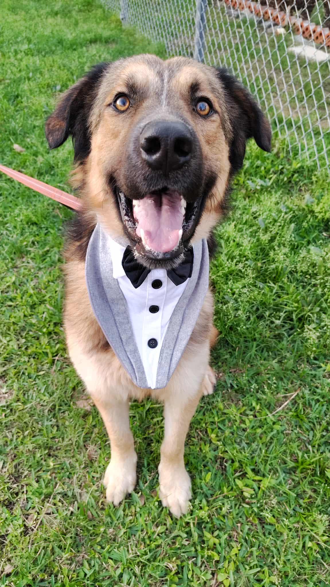 Simon, ADOPTABLE, Young Male German Shepherd Dog & Great Pyrenees.