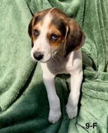 Enlarge Benedict, a Adopted American Foxhound in Hollywood, SC image 1/1