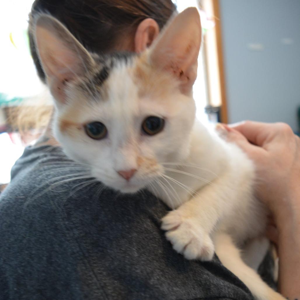 Jellybean, Adoptable, Kitten Female American Shorthair.