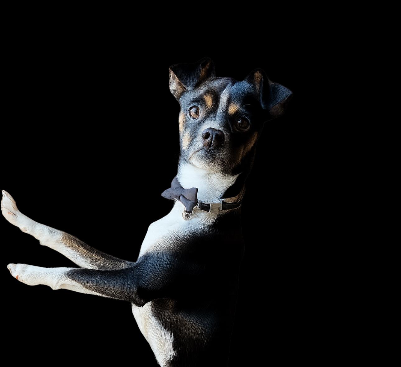 Marshmallow, a Adoptable mixed breed in SYLVANIA, GA image 2/6