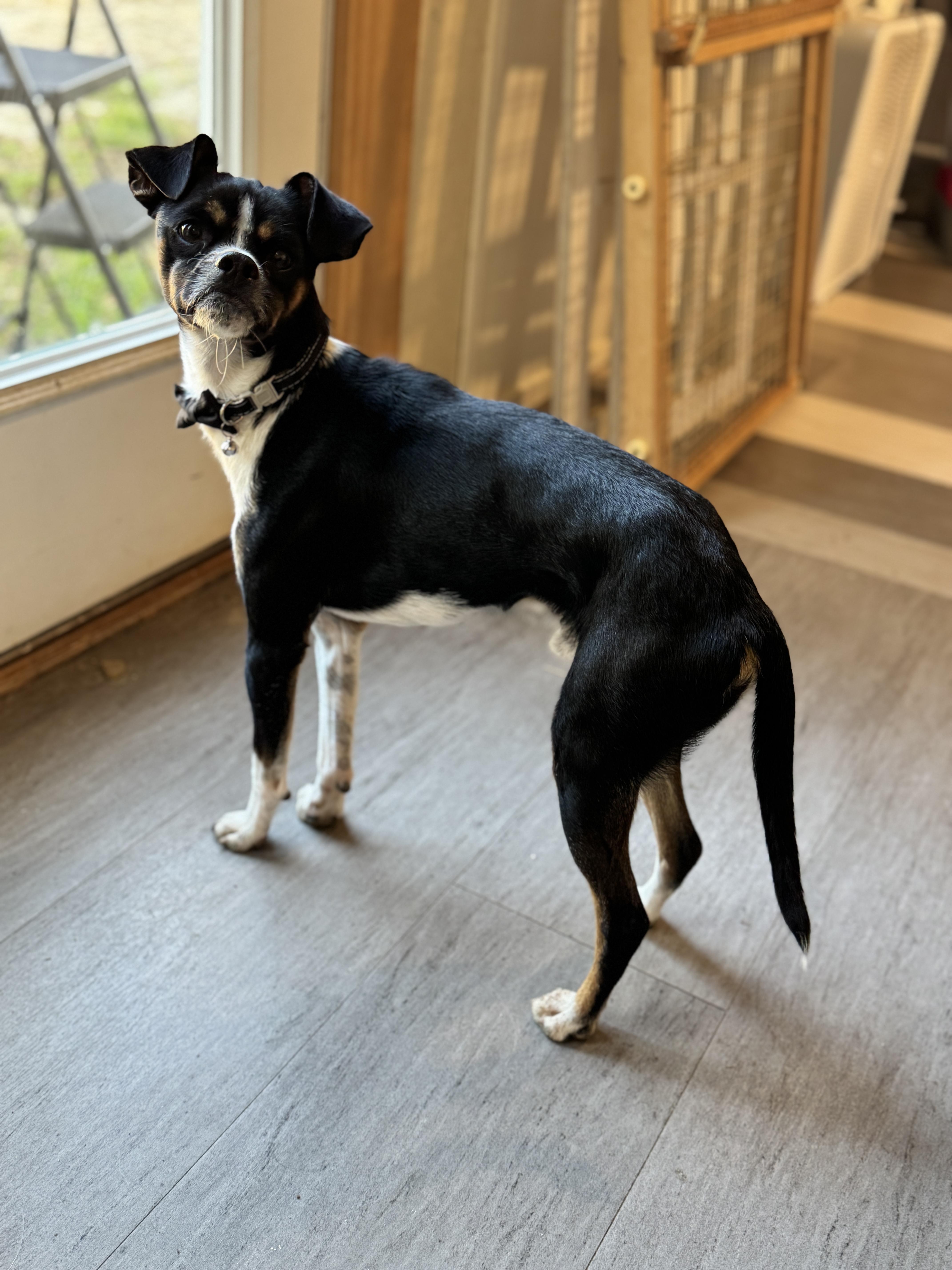 Marshmallow, a Adoptable mixed breed in SYLVANIA, GA image 4/6