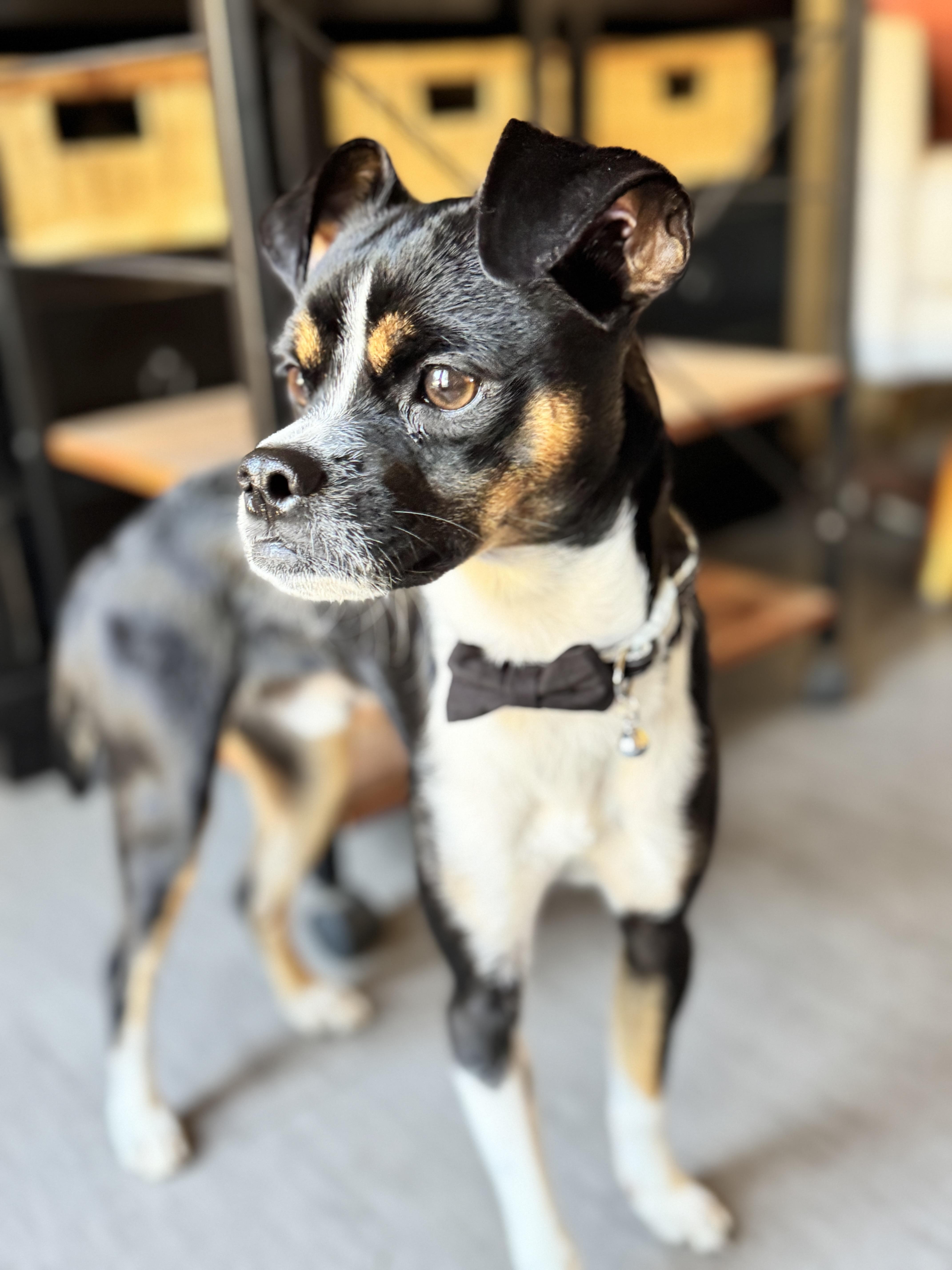 Marshmallow, a Adoptable mixed breed in SYLVANIA, GA image 6/6