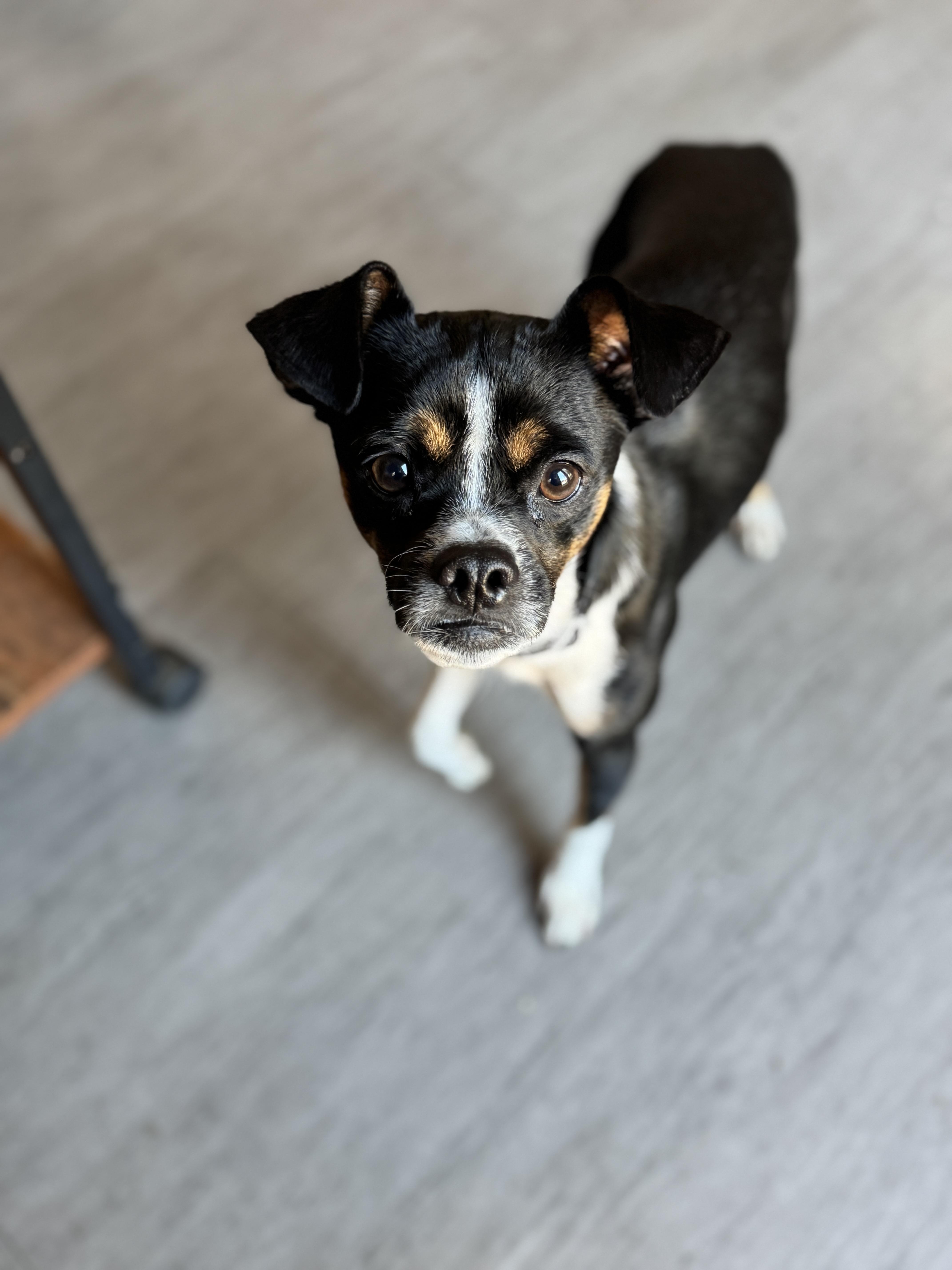 Marshmallow, a Adoptable mixed breed in SYLVANIA, GA image 5/6