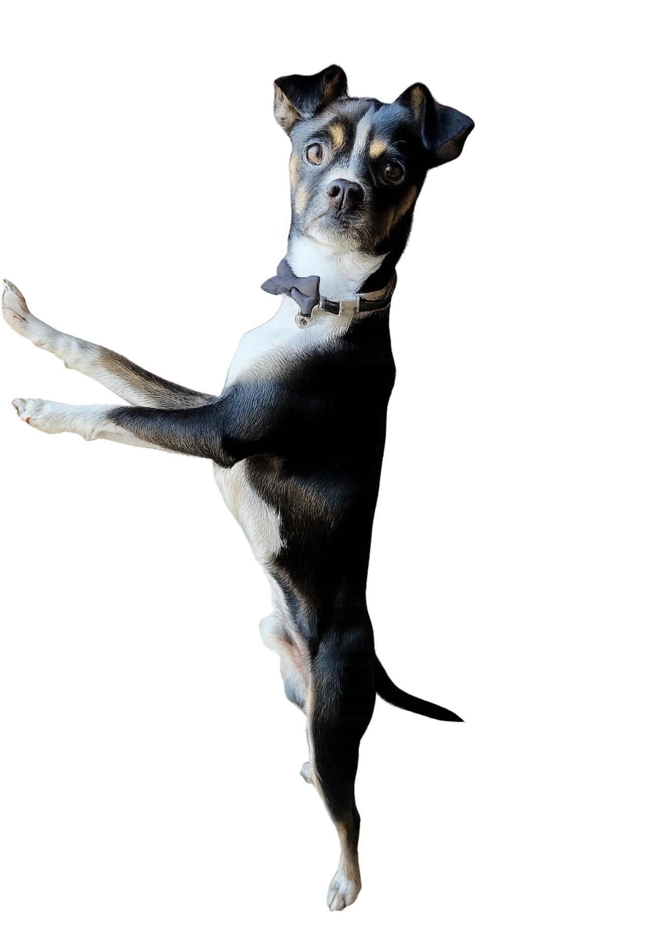 Marshmallow thumbnail 3