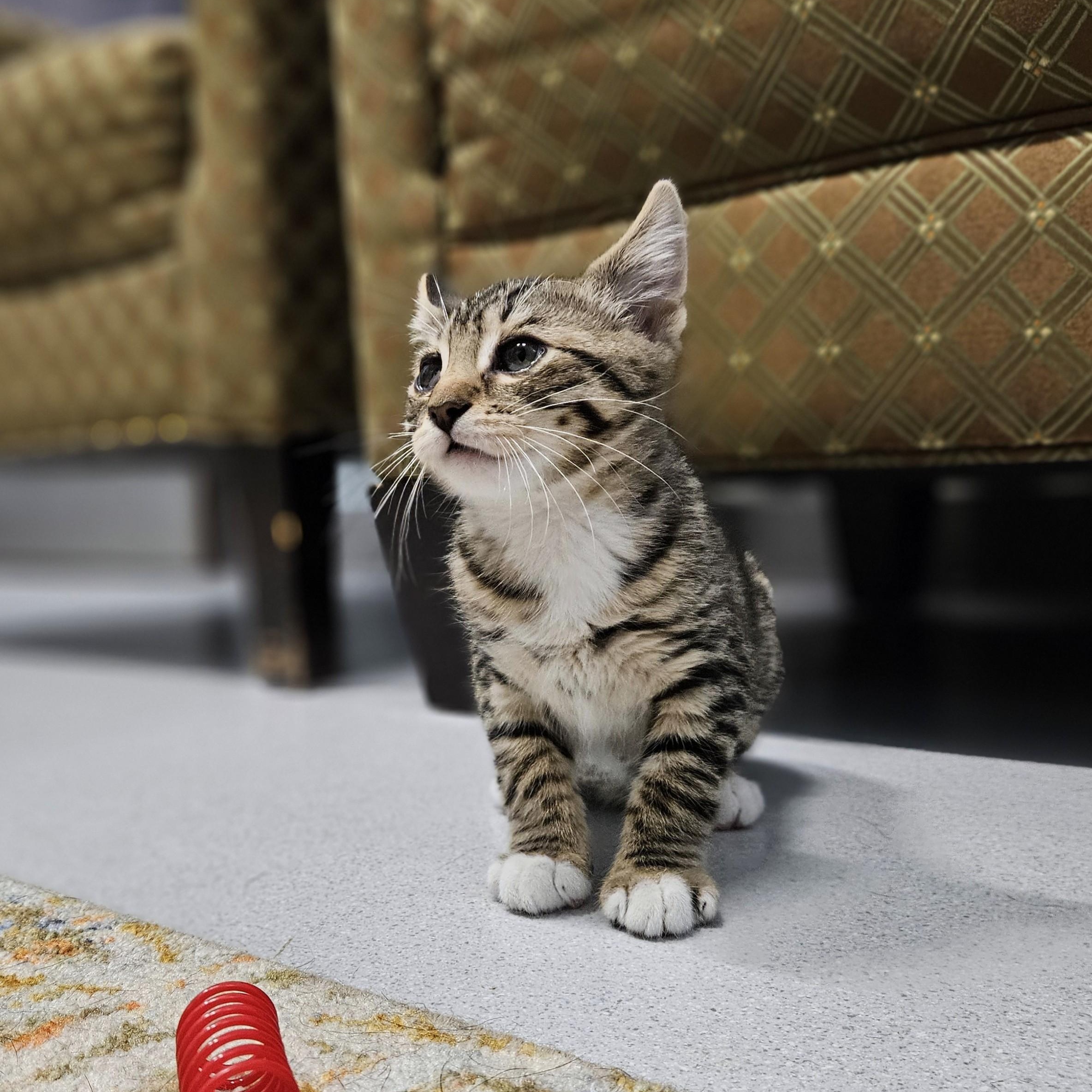 Carrot, a ADOPTABLE Domestic Short Hair in Endicott, NY image 2/5