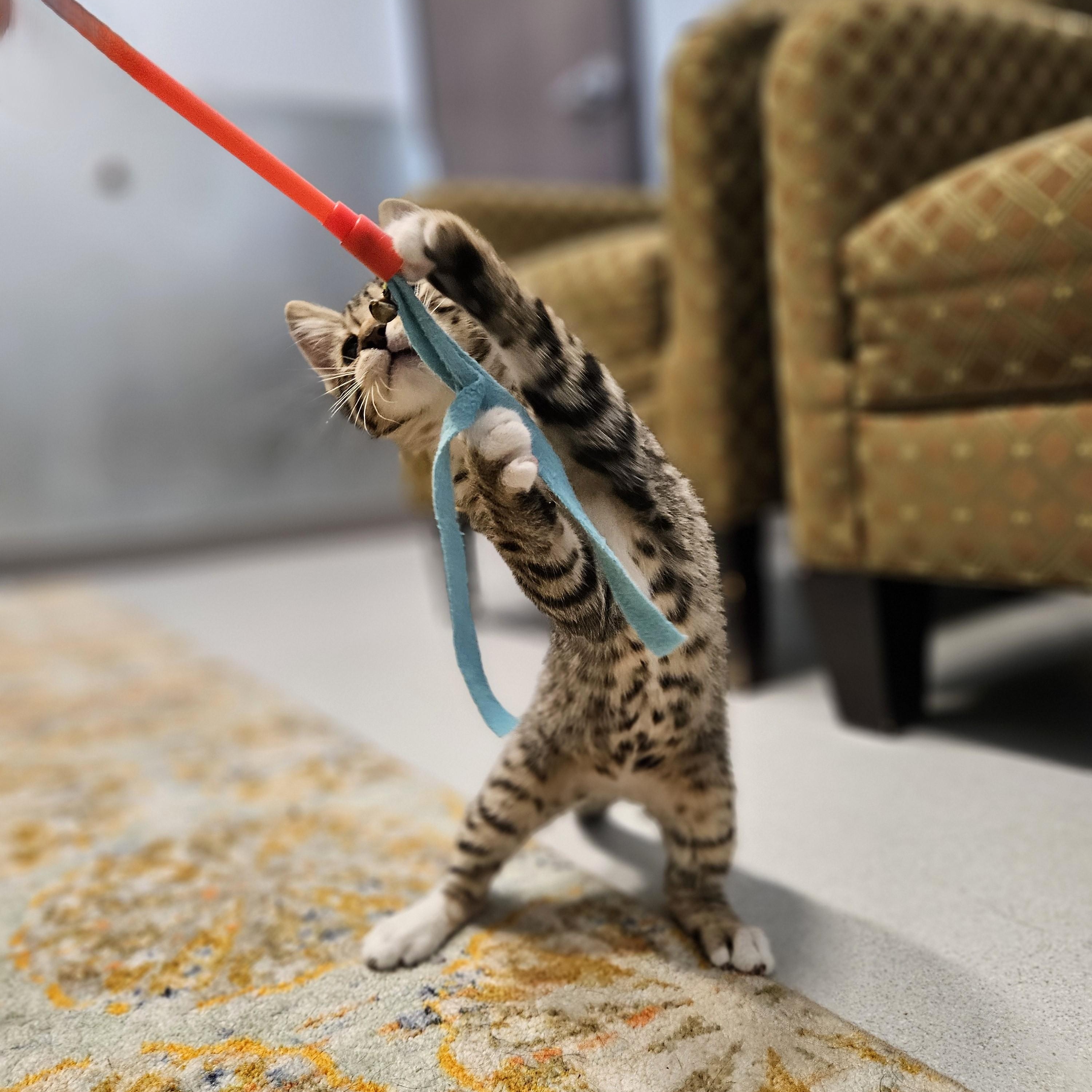 Carrot, a ADOPTABLE Domestic Short Hair in Endicott, NY image 3/5