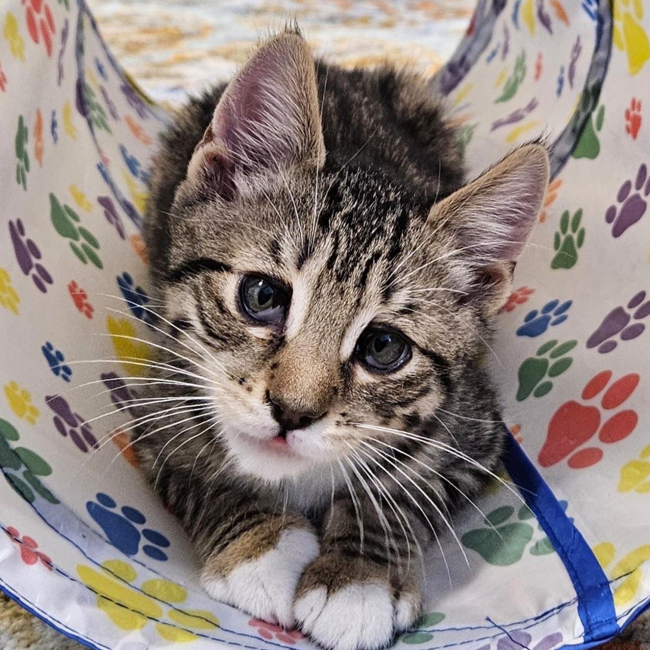 Carrot, a ADOPTABLE Domestic Short Hair in Endicott, NY image 1/5