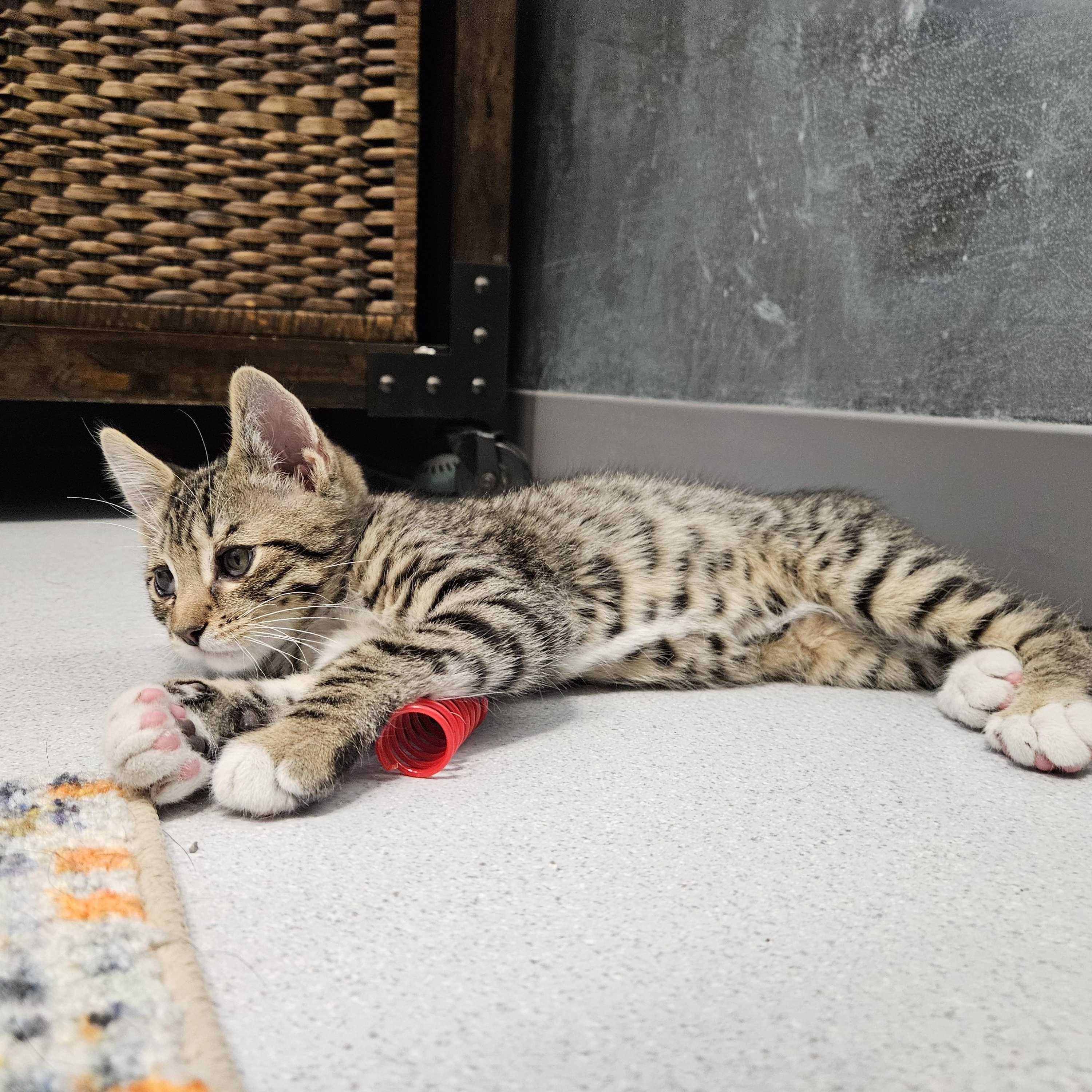 Carrot, a ADOPTABLE Domestic Short Hair in Endicott, NY image 4/5