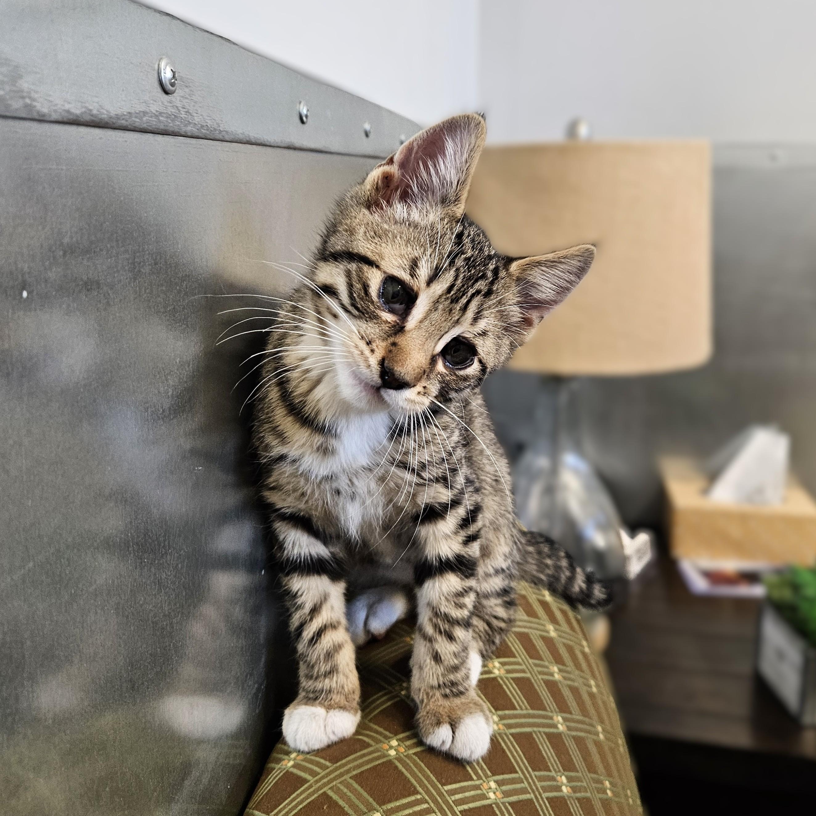 Carrot, a ADOPTABLE Domestic Short Hair in Endicott, NY image 5/5