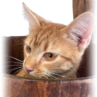 Enlarge Chong, a Adoptable mixed breed in Tulsa, OK image 4/5