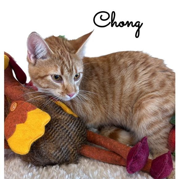 Enlarge Chong, a Adoptable mixed breed in Tulsa, OK image 1/5