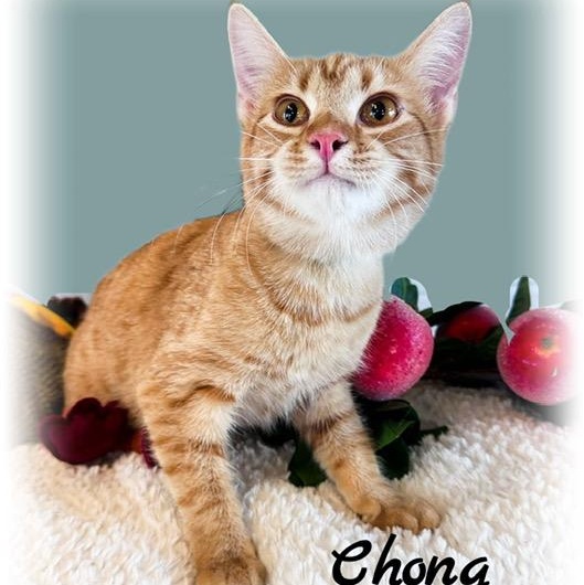 Enlarge Chong, a Adoptable mixed breed in Tulsa, OK image 5/5