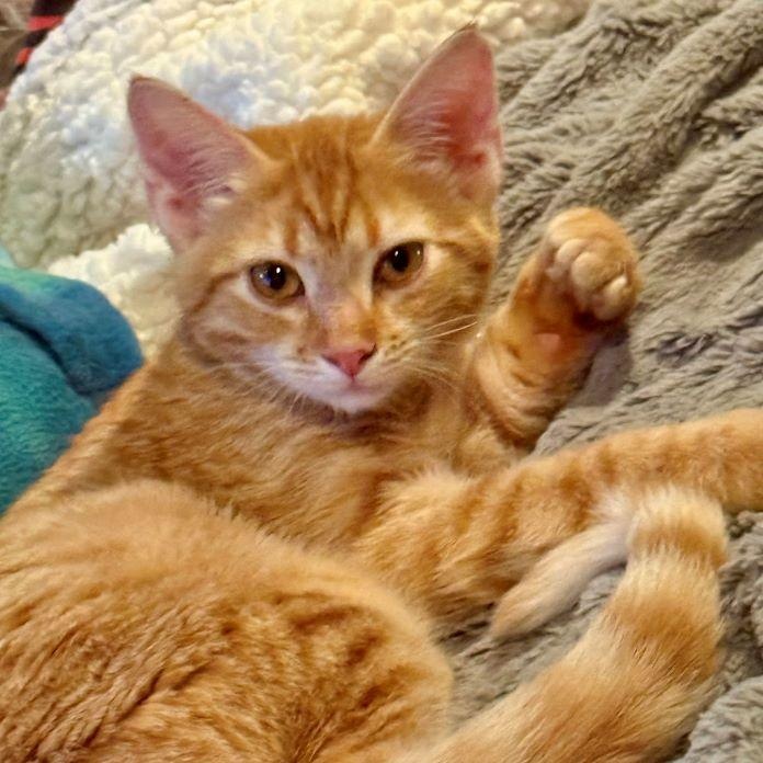 Enlarge Chong, a Adoptable mixed breed in Tulsa, OK image 3/5