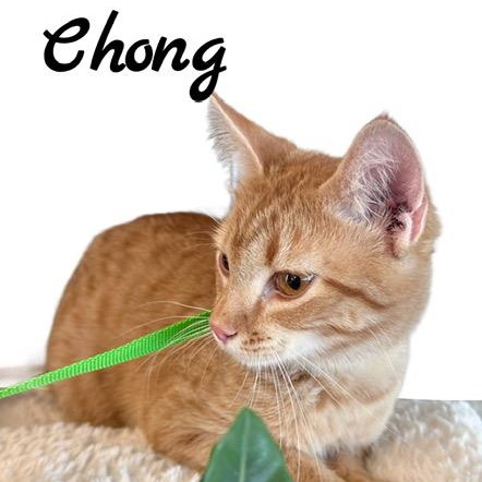 Enlarge Chong, a Adoptable mixed breed in Tulsa, OK image 2/5